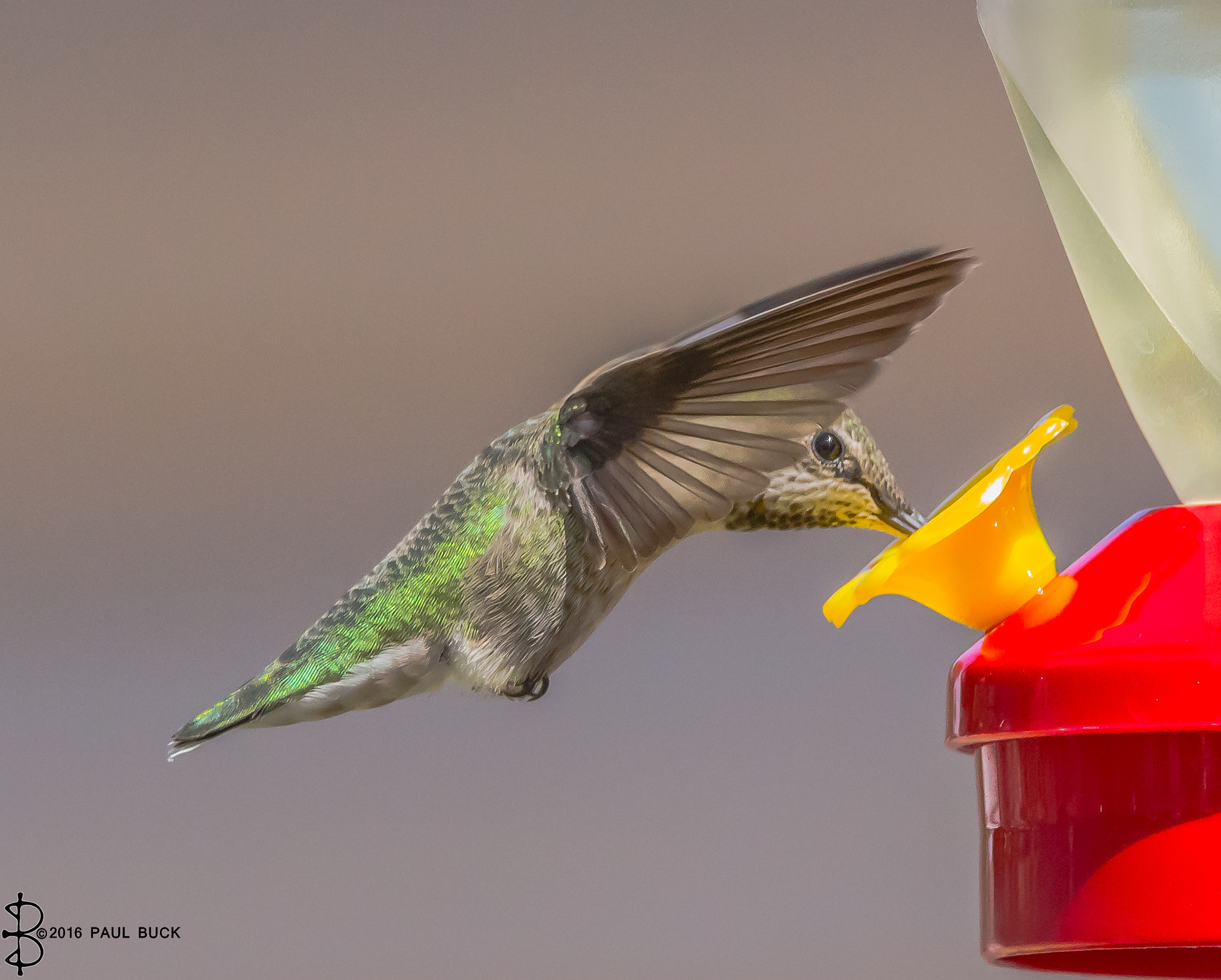 Canon EOS 650D (EOS Rebel T4i / EOS Kiss X6i) + Tamron SP 150-600mm F5-6.3 Di VC USD sample photo. Hummingbird feeds while keeping a wary eye photography