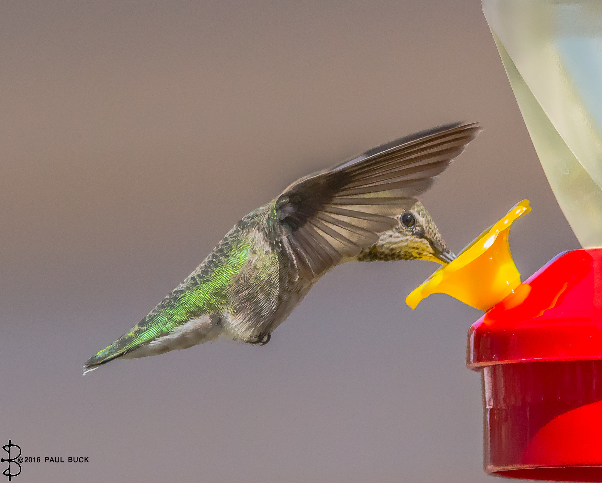 Tamron SP 150-600mm F5-6.3 Di VC USD sample photo. Hummingbird feeds while keeping a wary eye photography