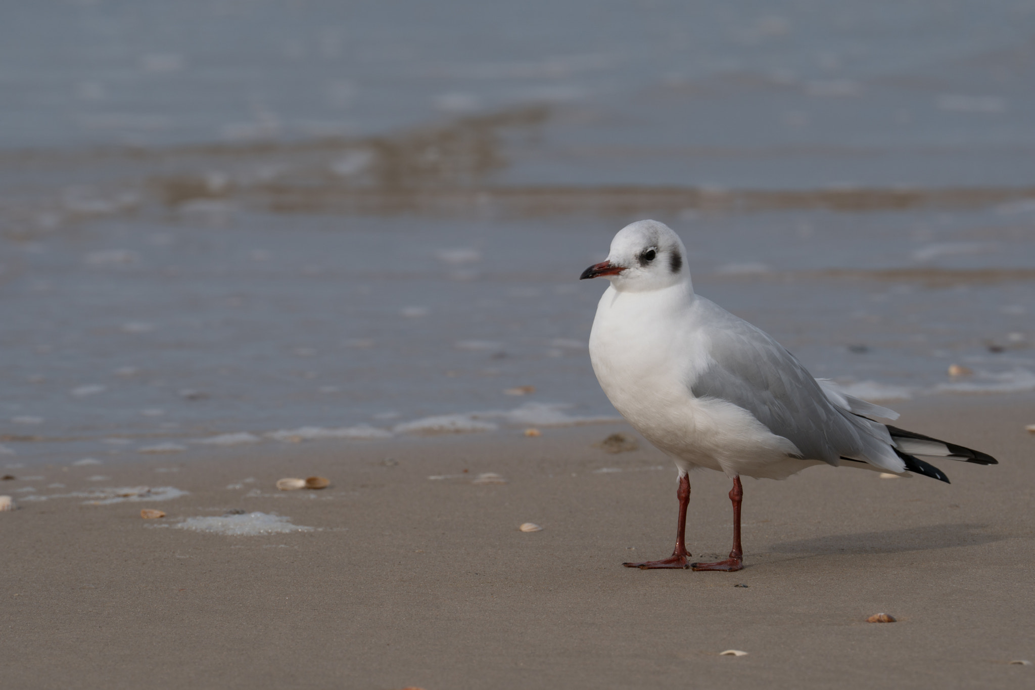 Sony FE 70-300mm F4.5-5.6 G OSS sample photo. Black-headed gull at the sea shore photography
