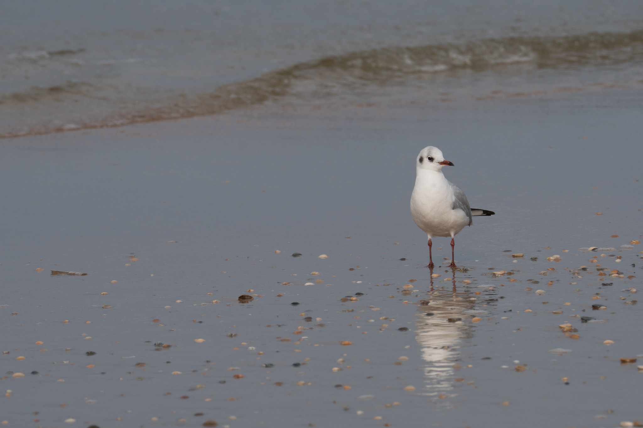 Sony FE 70-300mm F4.5-5.6 G OSS sample photo. Foraging on the landwash- blackheaded gull photography
