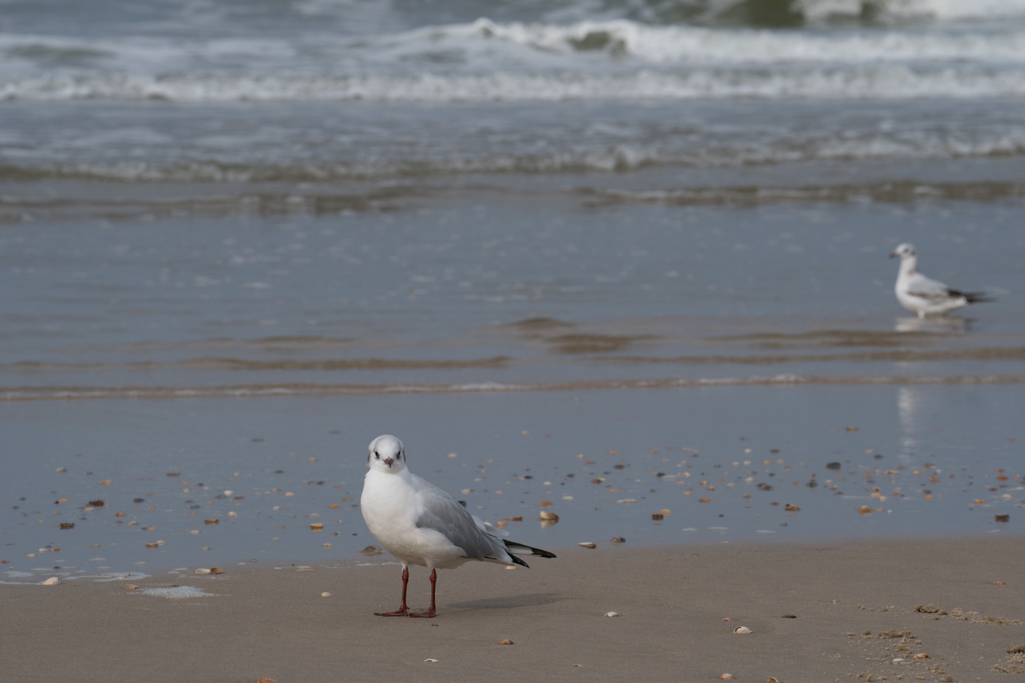 Sony FE 70-300mm F4.5-5.6 G OSS sample photo. Dinner time for the black-headed gulls photography