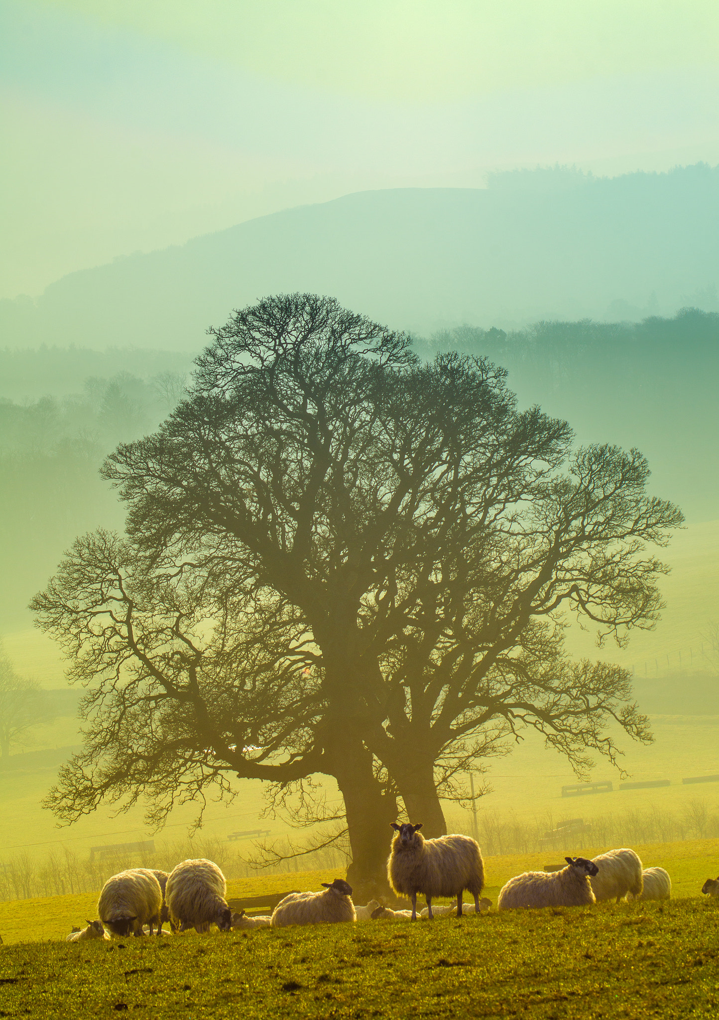 Sony 75-300mm F4.5-5.6 sample photo. Wooly colours photography