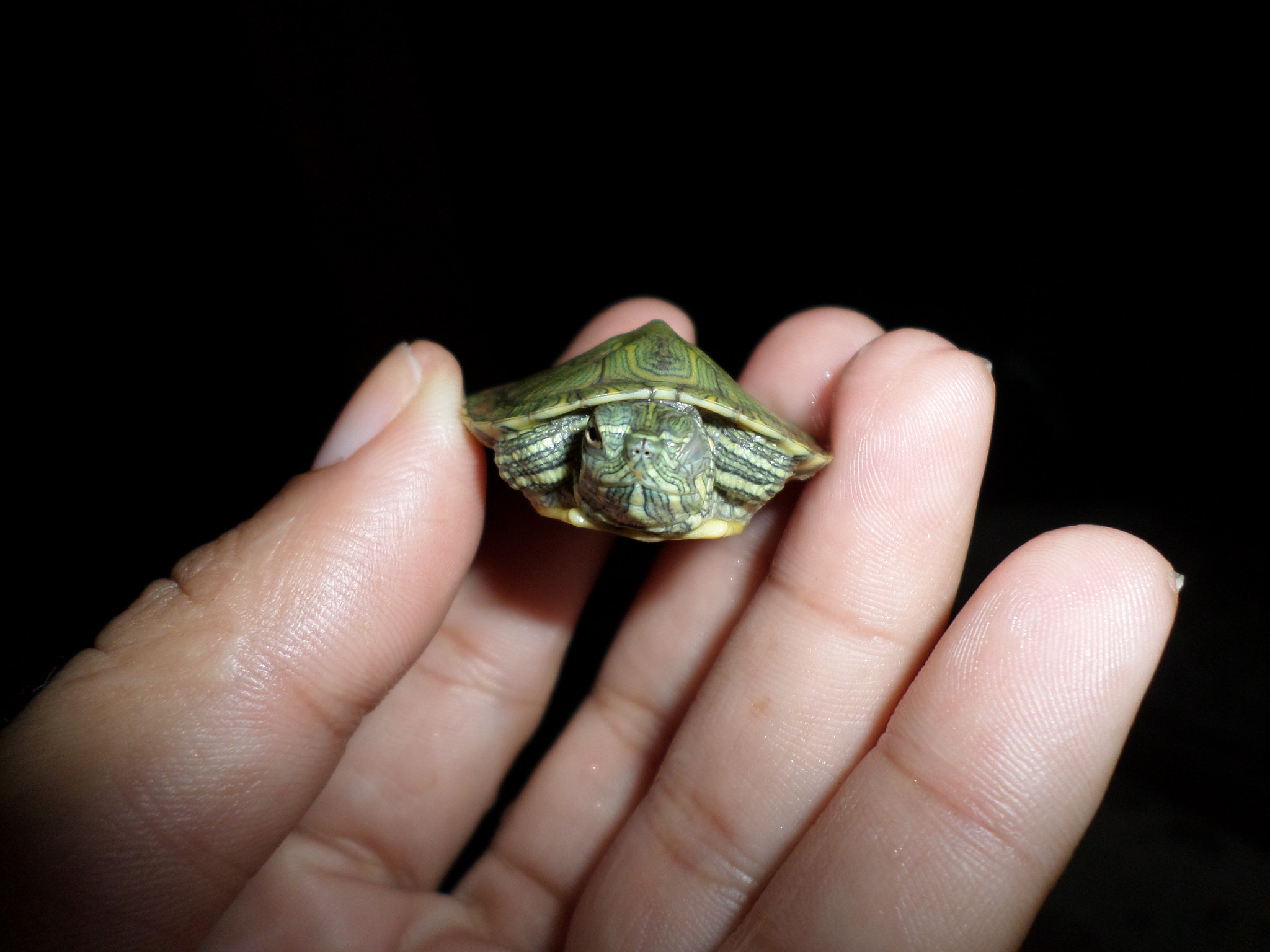 Samsung ST2014F sample photo. Trachemys dorbigni - tigre d'água ;) photography