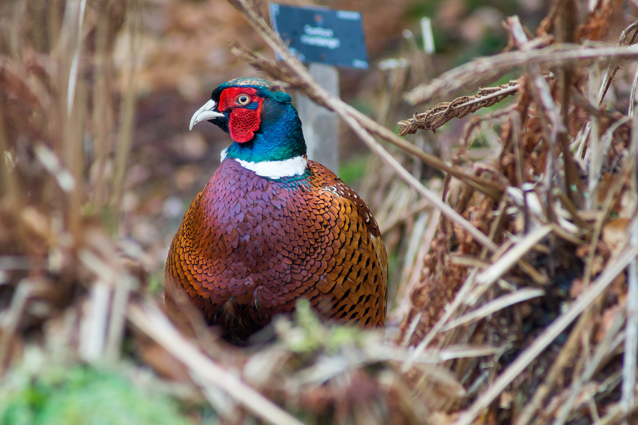 Sony 75-300mm F4.5-5.6 sample photo. Cluck cluck, you motherclucker photography
