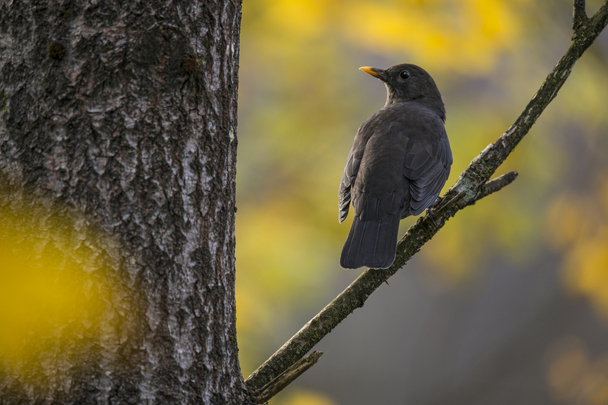 Sigma 150-600mm F5-6.3 DG OS HSM | S sample photo. Svarttrost, turdus merula, common blackbird photography