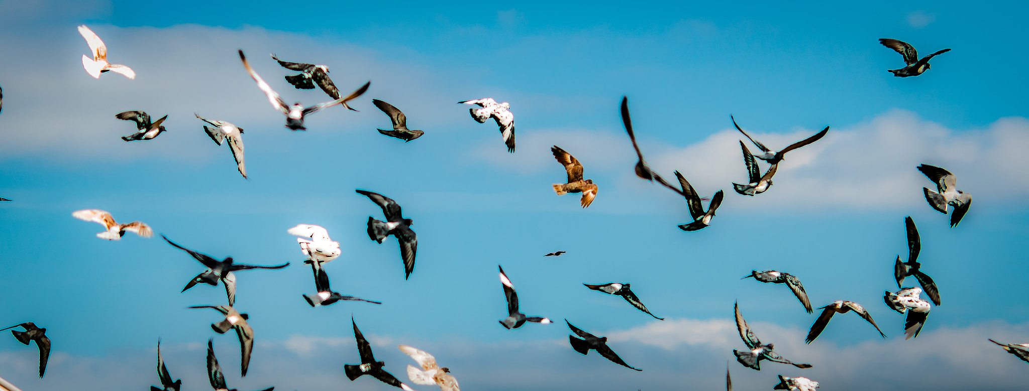 Nikon D800 + AF DC-Nikkor 135mm f/2D sample photo. Whole lotta birds goin' on photography