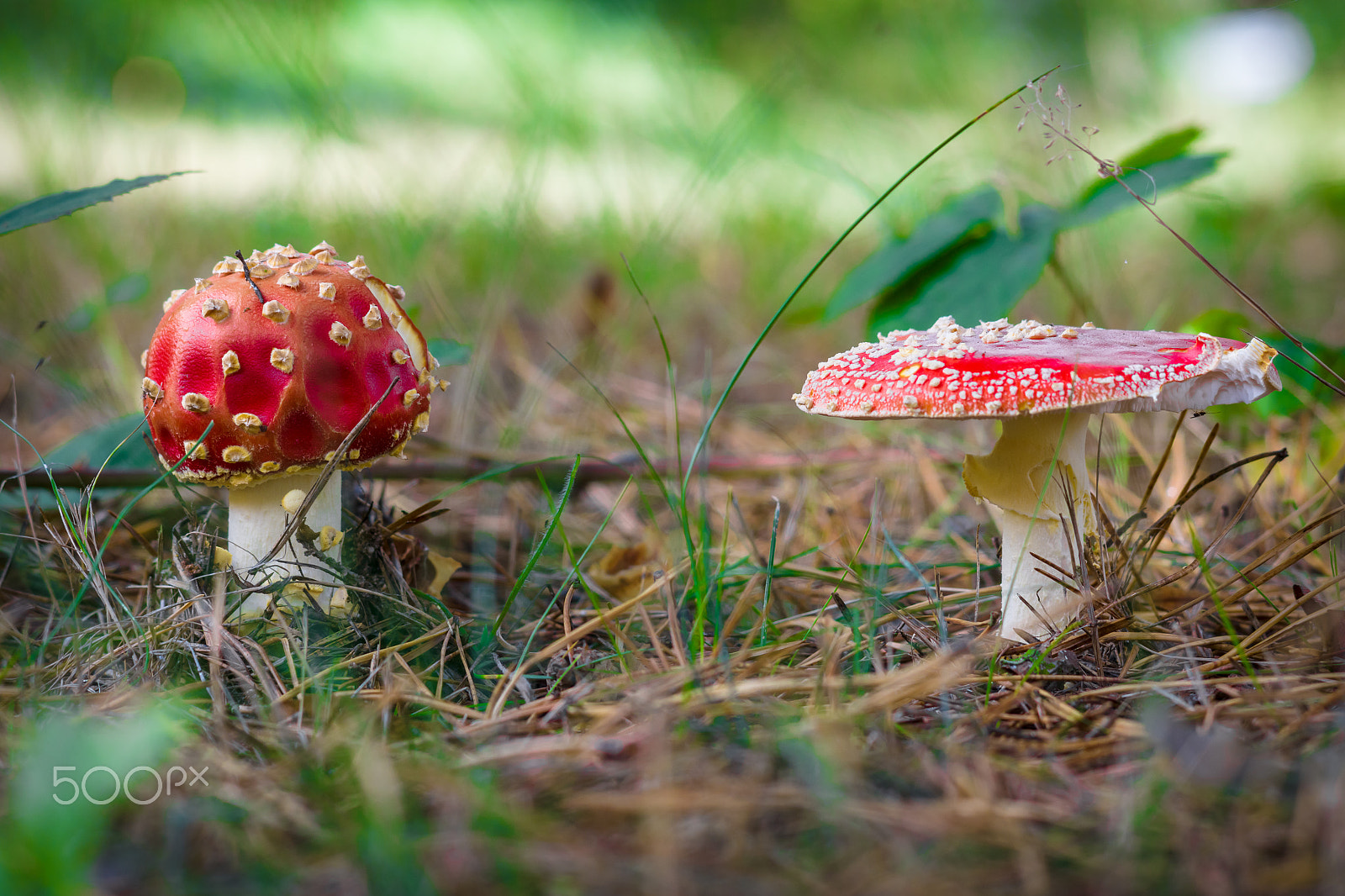 Sony 85mm F2.8 SAM sample photo. Autumn mushroom amanita muscaria. photography