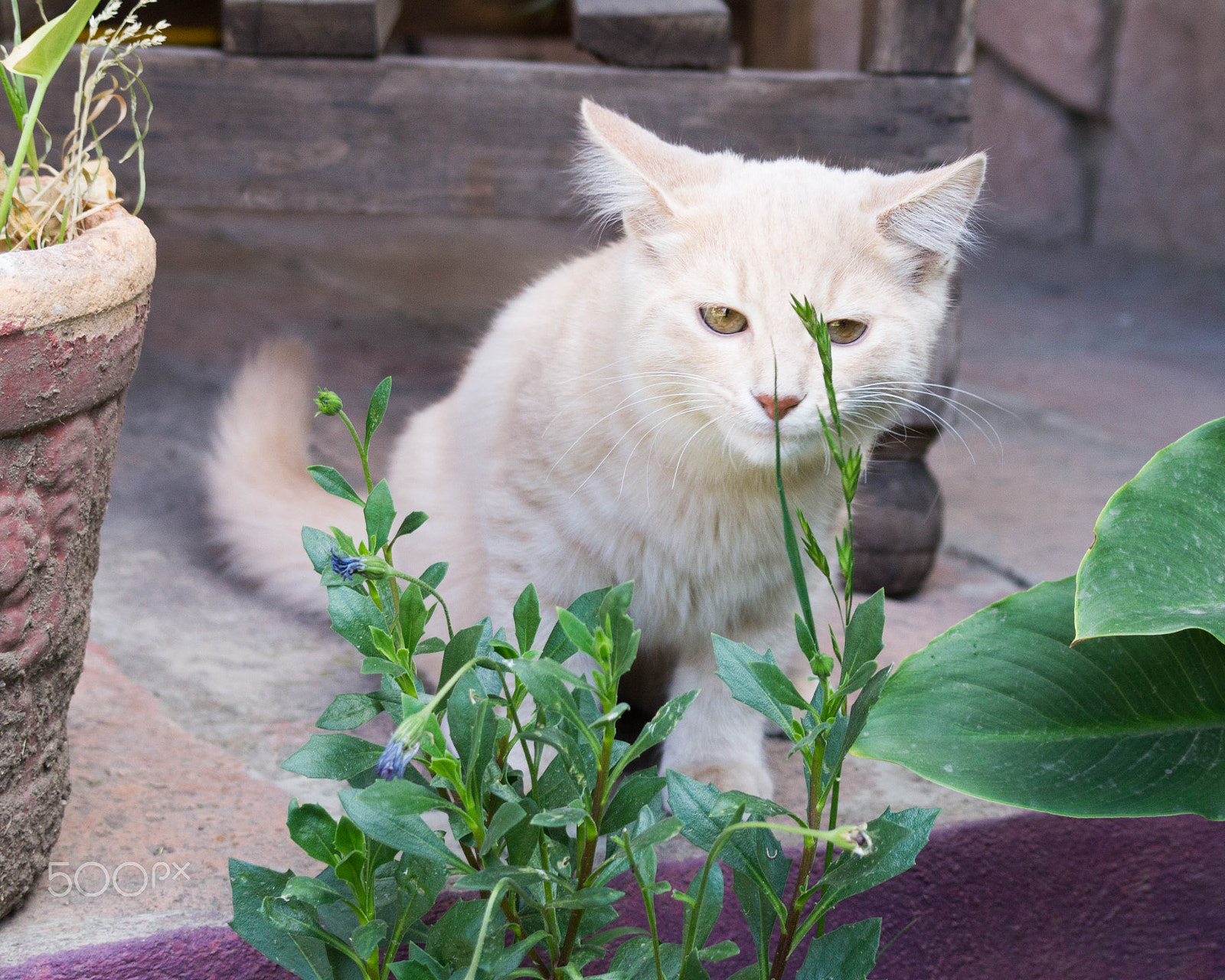 E 18-50mm F4-5.6 sample photo. Latte eating grass photography