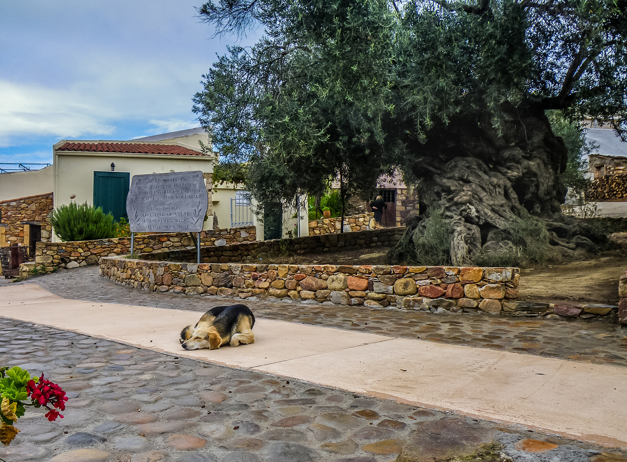 Pentax Optio W60 sample photo. Ancient olive tree photography