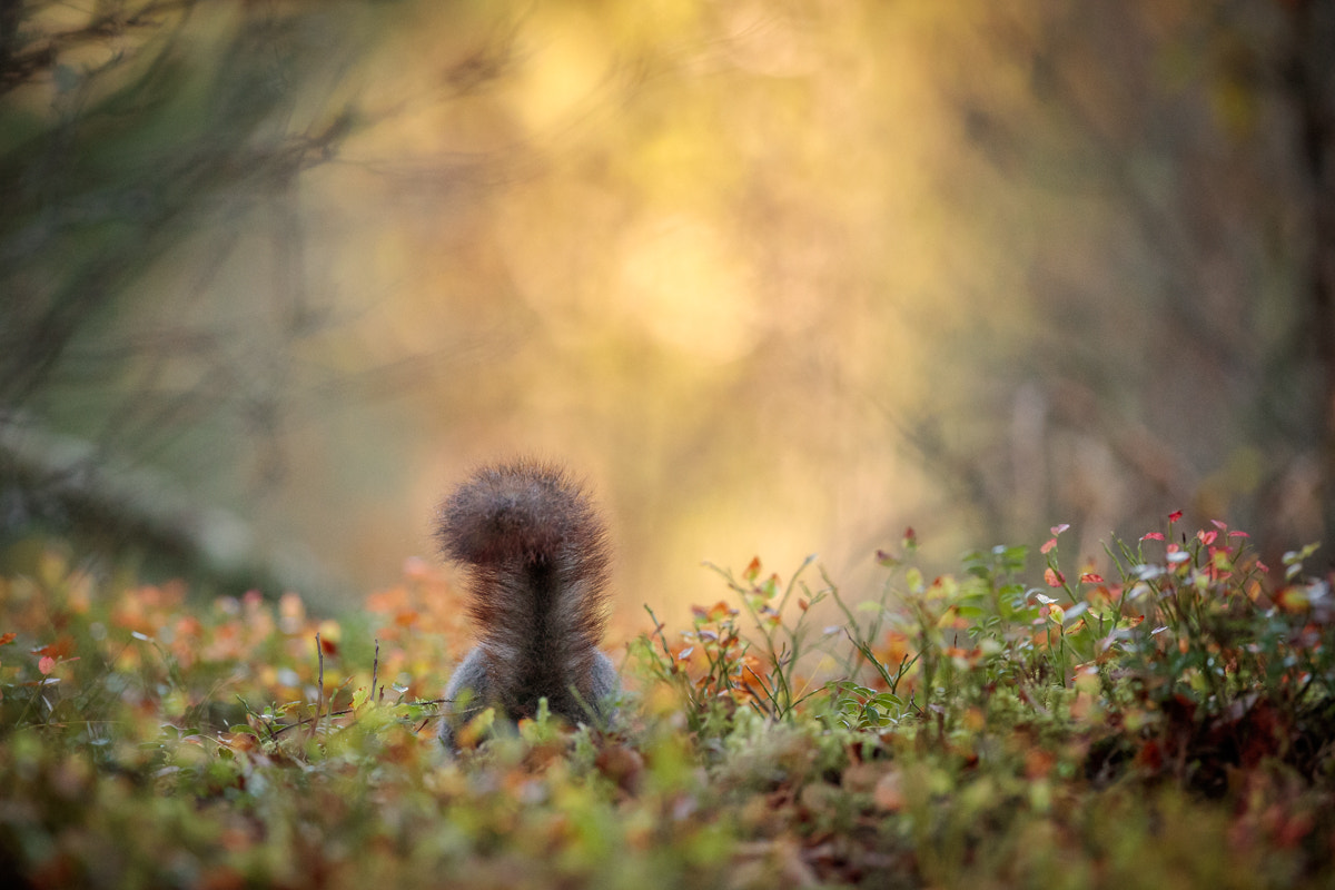 Canon EF 300mm F2.8L IS II USM sample photo. Squirrels tail in autumn light photography