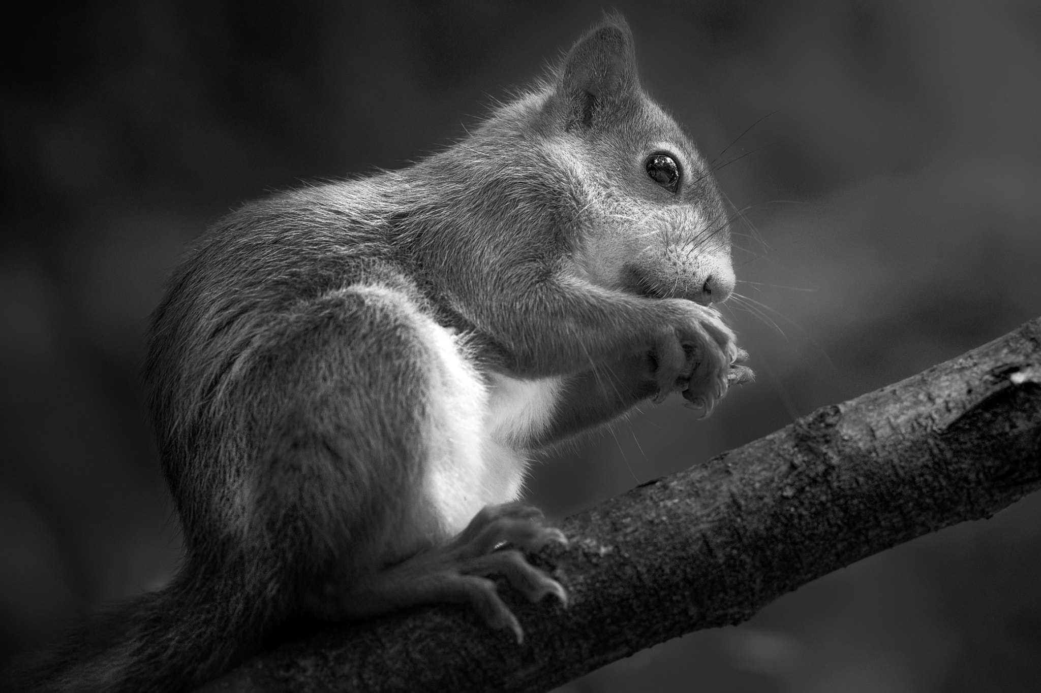 Olympus OM-D E-M1 + OLYMPUS M.300mm F4.0 sample photo. Lunch now being served photography