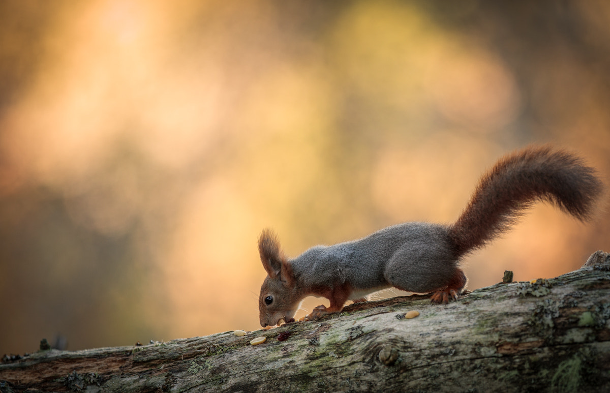 Canon EF 300mm F2.8L IS II USM sample photo. Squirrel in autumn light photography
