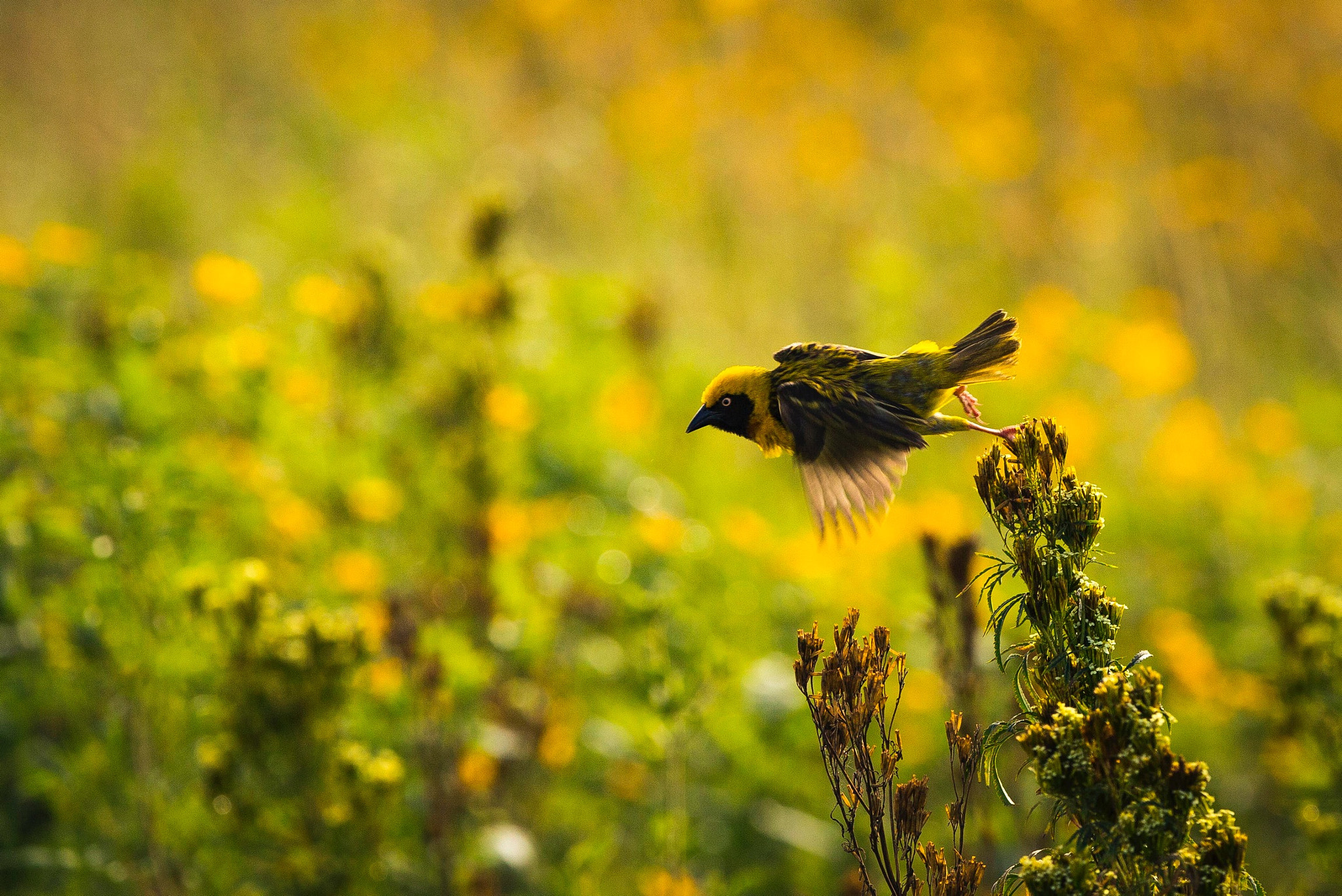 Canon EOS-1D X sample photo. Flight photography