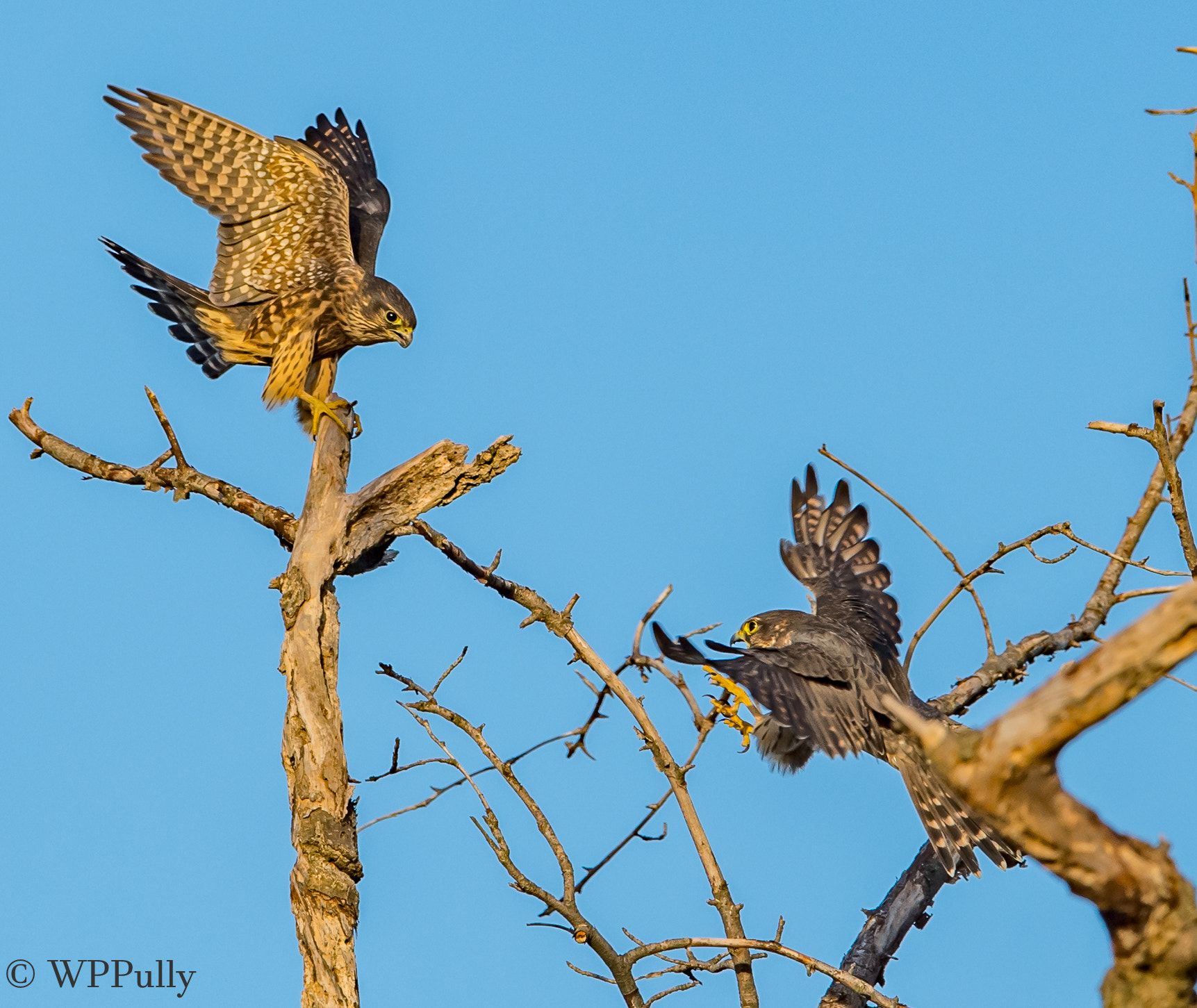 Nikon D5 + Nikon AF-S Nikkor 400mm F2.8E FL ED VR sample photo. Battle for supremecy photography