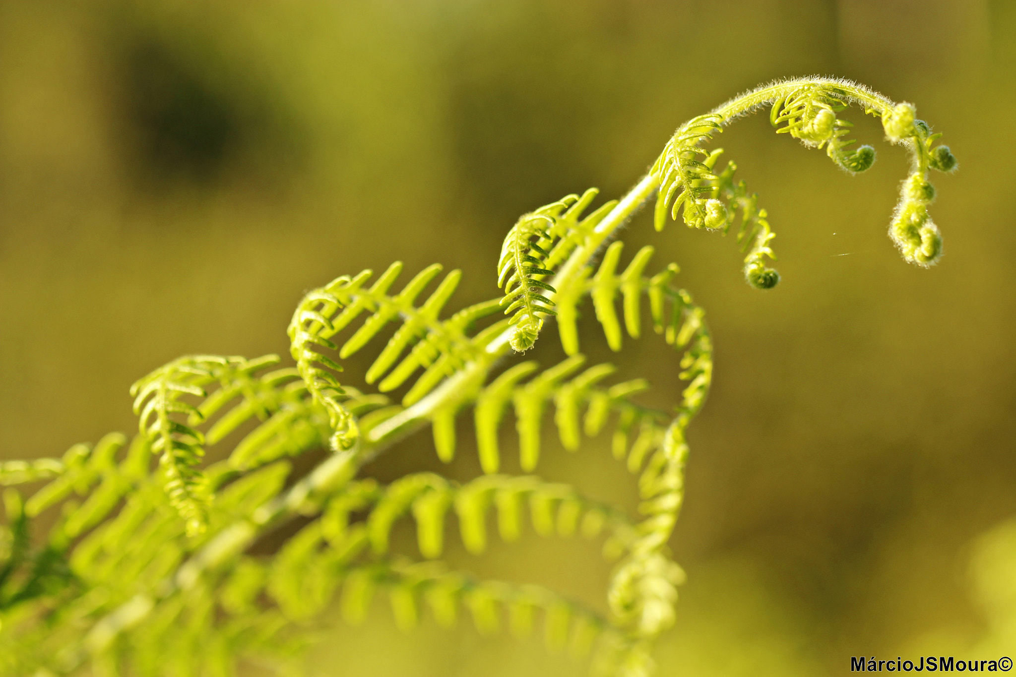 Sigma 24-105mm f/4 DG OS HSM | A sample photo. S/t 5601 photography