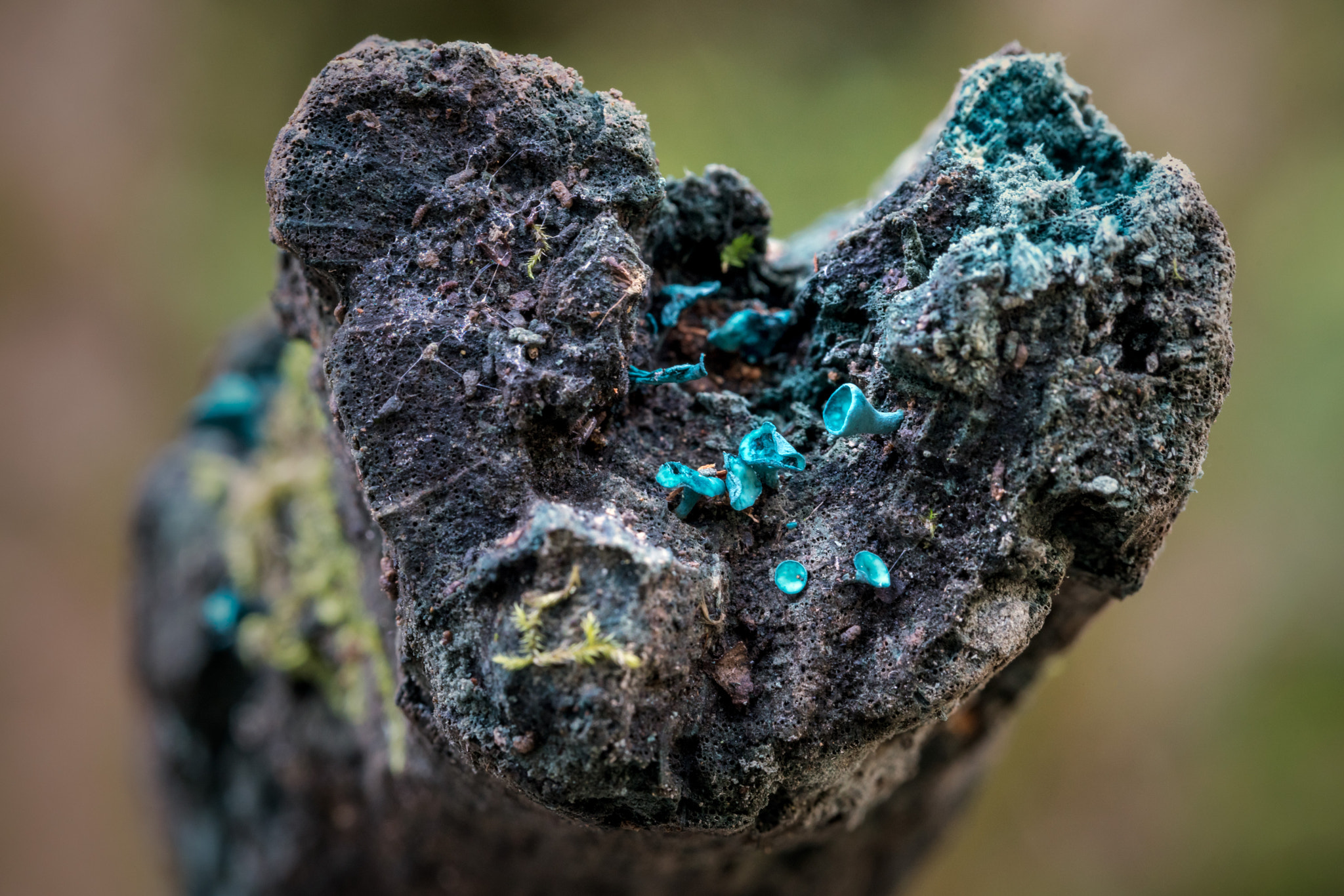 Sony a7R II + Canon EF 100mm F2.8L Macro IS USM sample photo. Green elfcup fungus photography