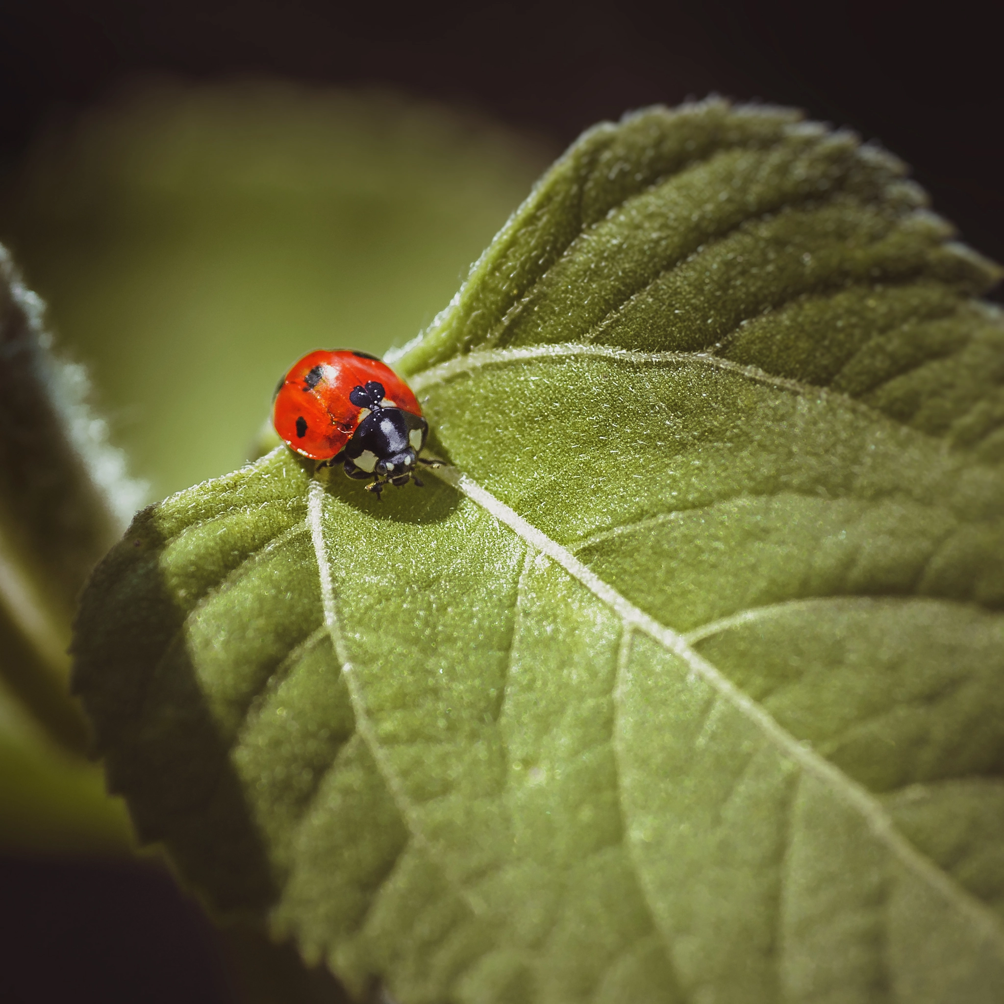 Nikon D300 sample photo. Ladybug photography