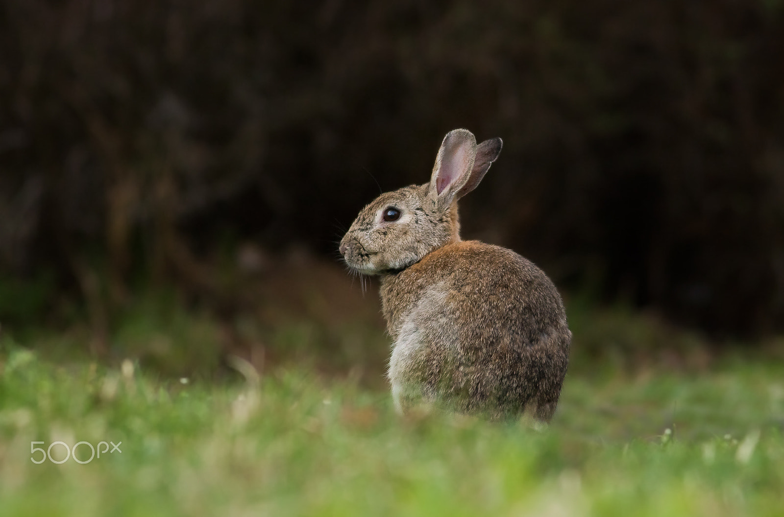 Canon EOS 760D (EOS Rebel T6s / EOS 8000D) + Canon EF 400mm F5.6L USM sample photo. Králík divoký photography