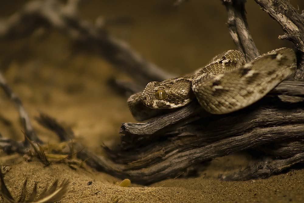 EF75-300mm f/4-5.6 sample photo. Saw scaled viper photography