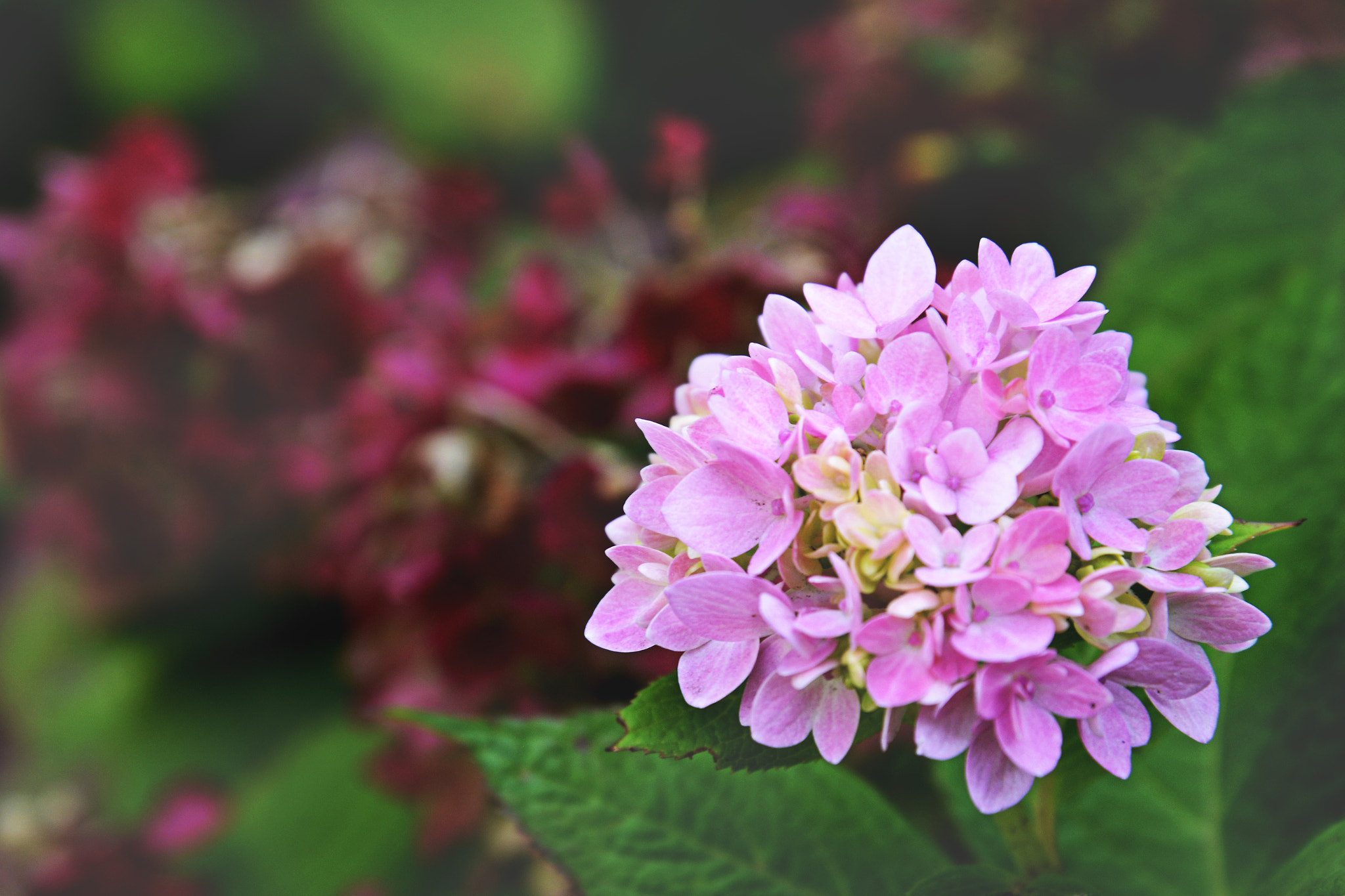AF Zoom-Nikkor 24-50mm f/3.3-4.5D sample photo. Hydrangea photography