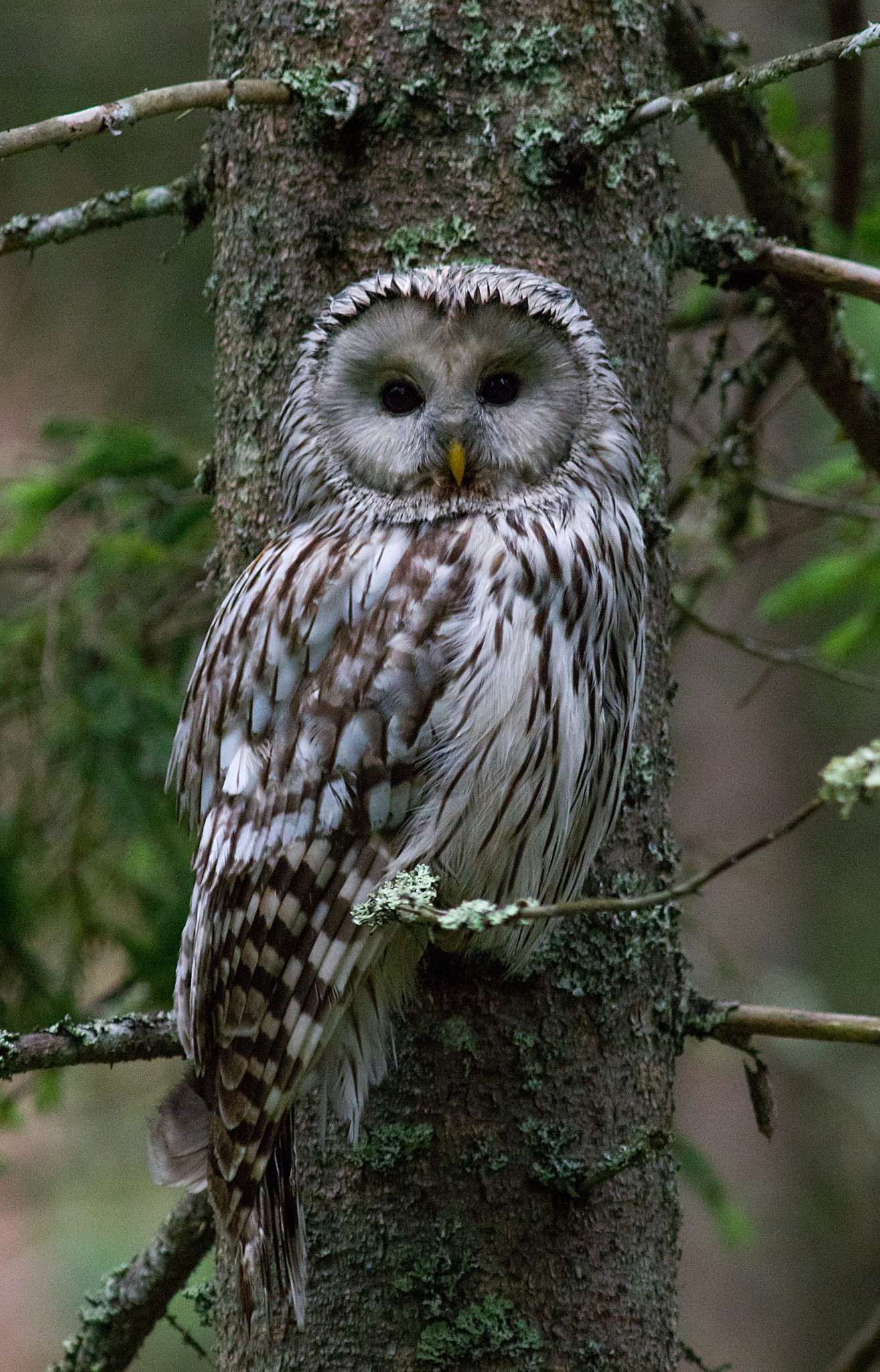 Canon EF 300mm F4L IS USM sample photo. Majestic owl photography