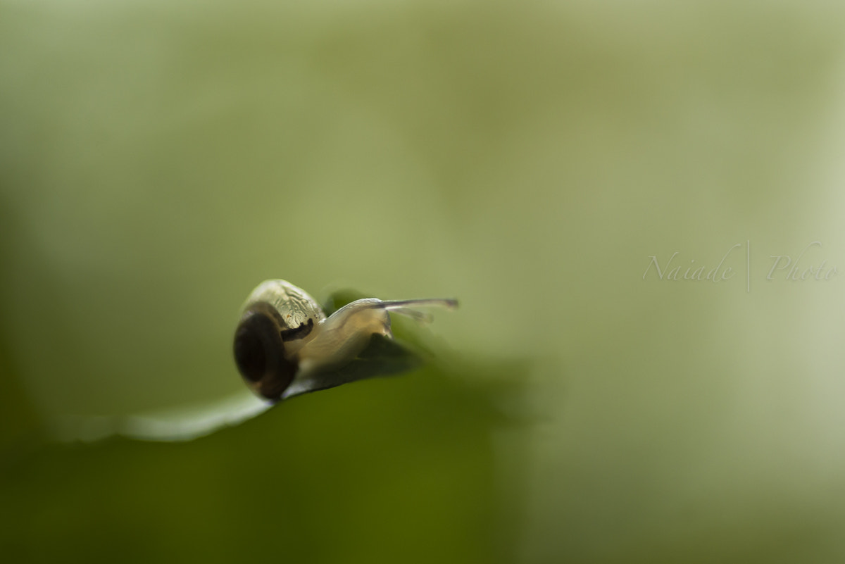 Nikon D610 + Nikon AF Micro-Nikkor 60mm F2.8D sample photo. Transparency photography