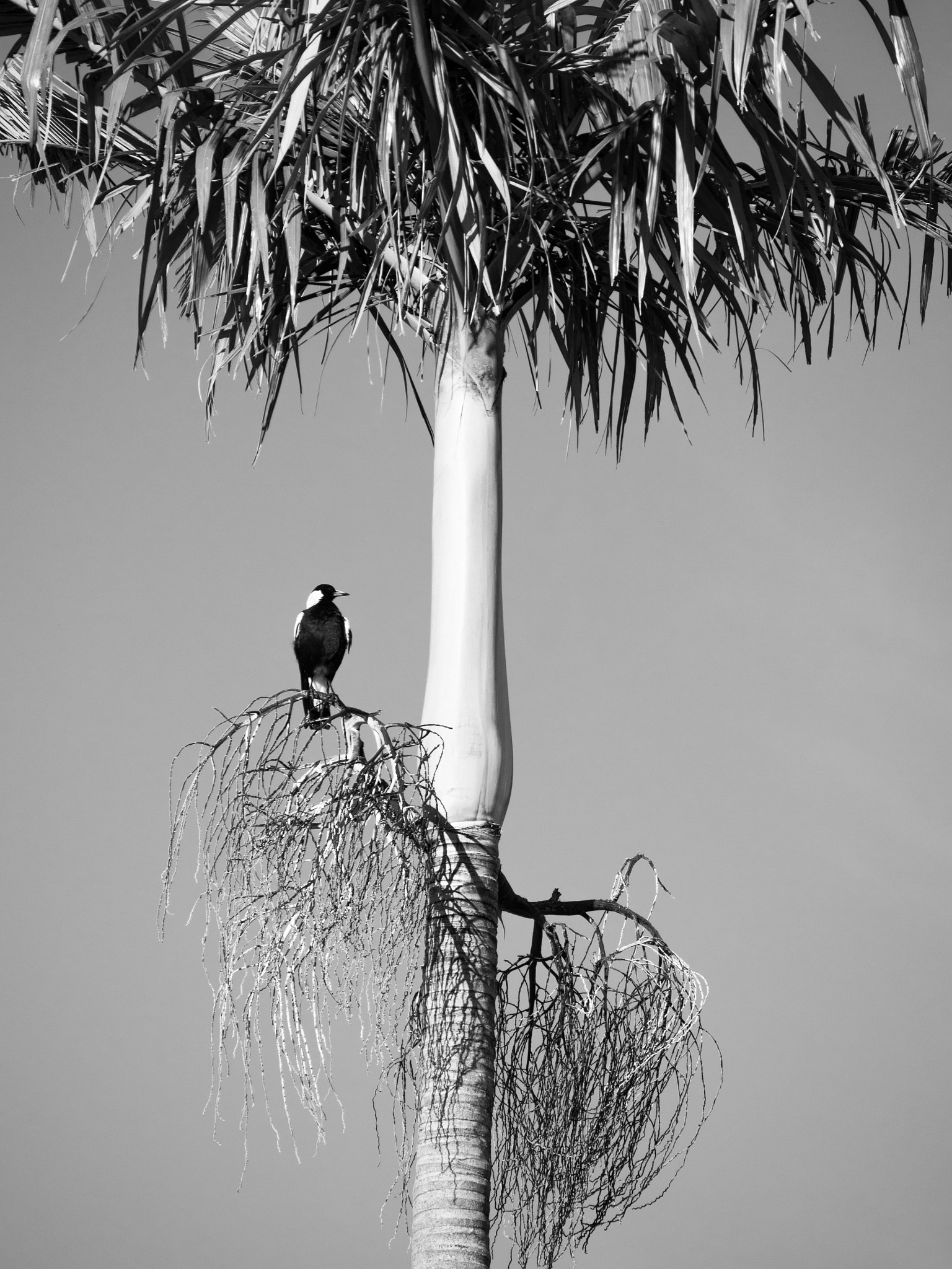 Olympus OM-D E-M10 II sample photo. Portrait of a bird photography