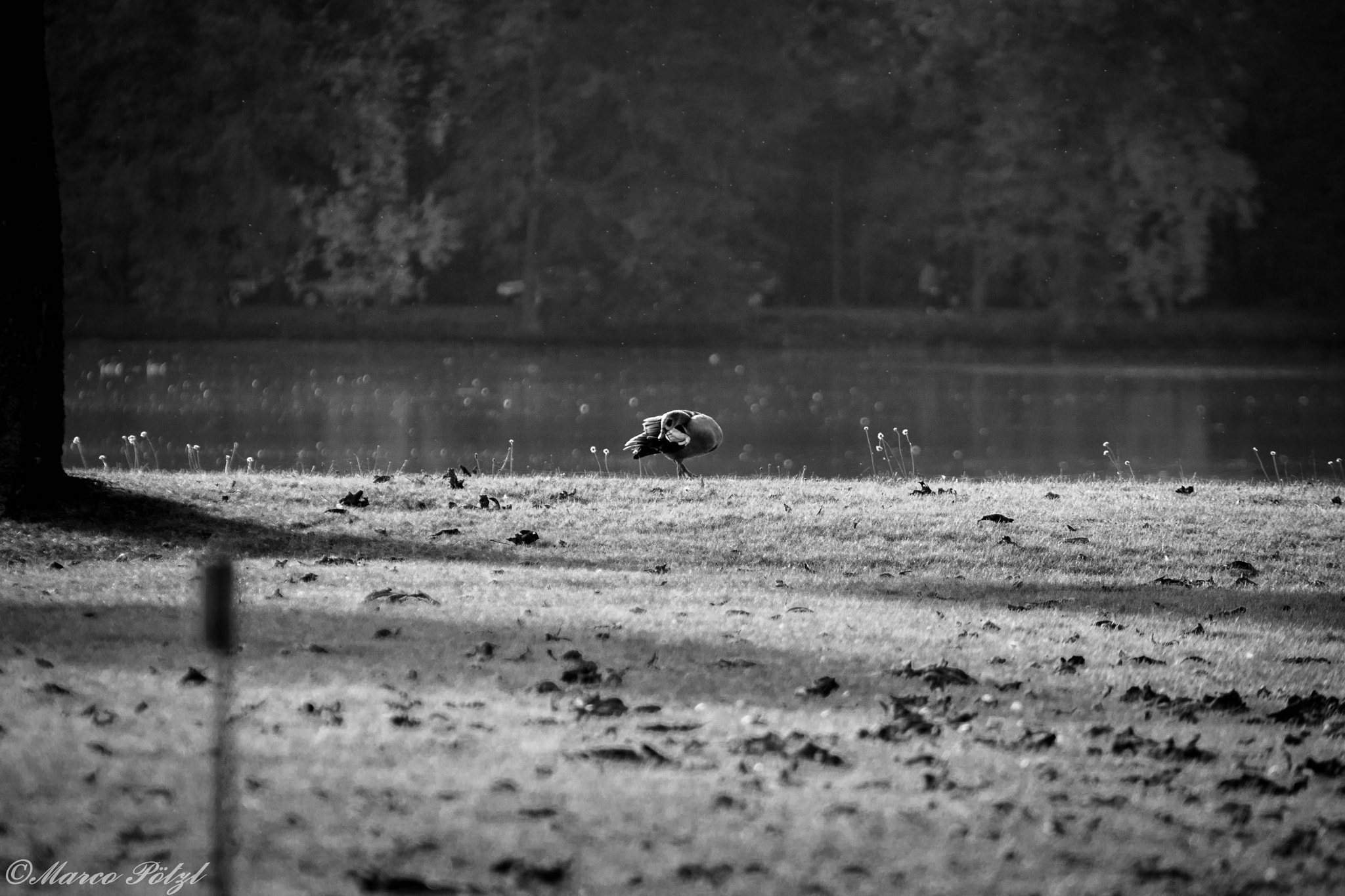 Canon EOS 40D + Canon EF 70-210mm f/3.5-4.5 USM sample photo. Duck at lake photography