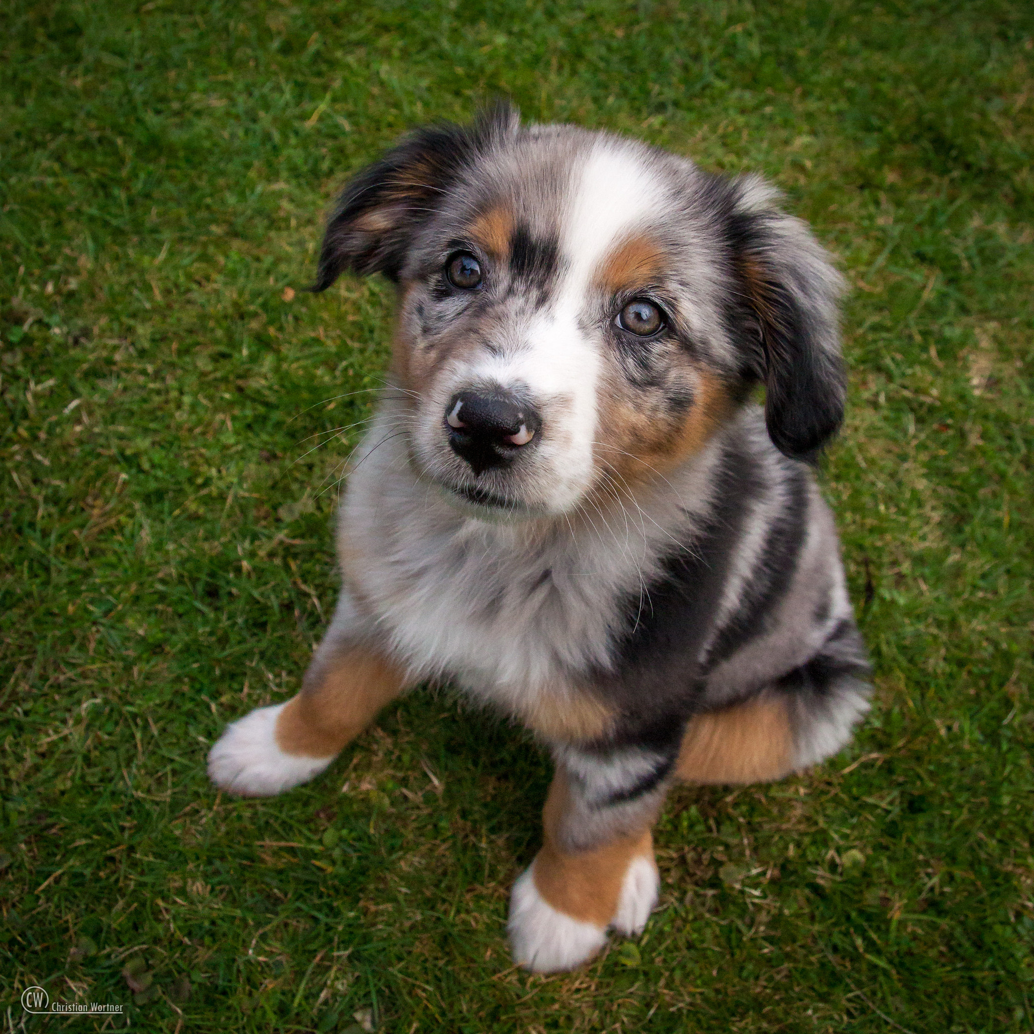 Canon EF-S 17-85mm F4-5.6 IS USM sample photo. Sally beeing a puppy photography