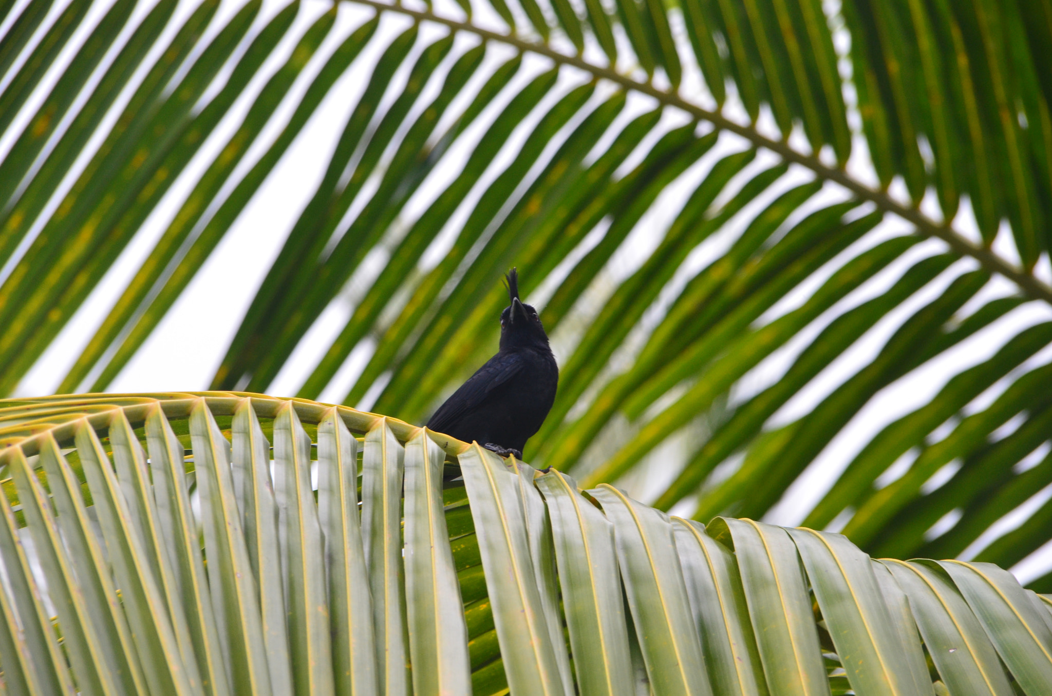 Sigma 18-200mm F3.5-6.3 DC sample photo. Oiseau photography
