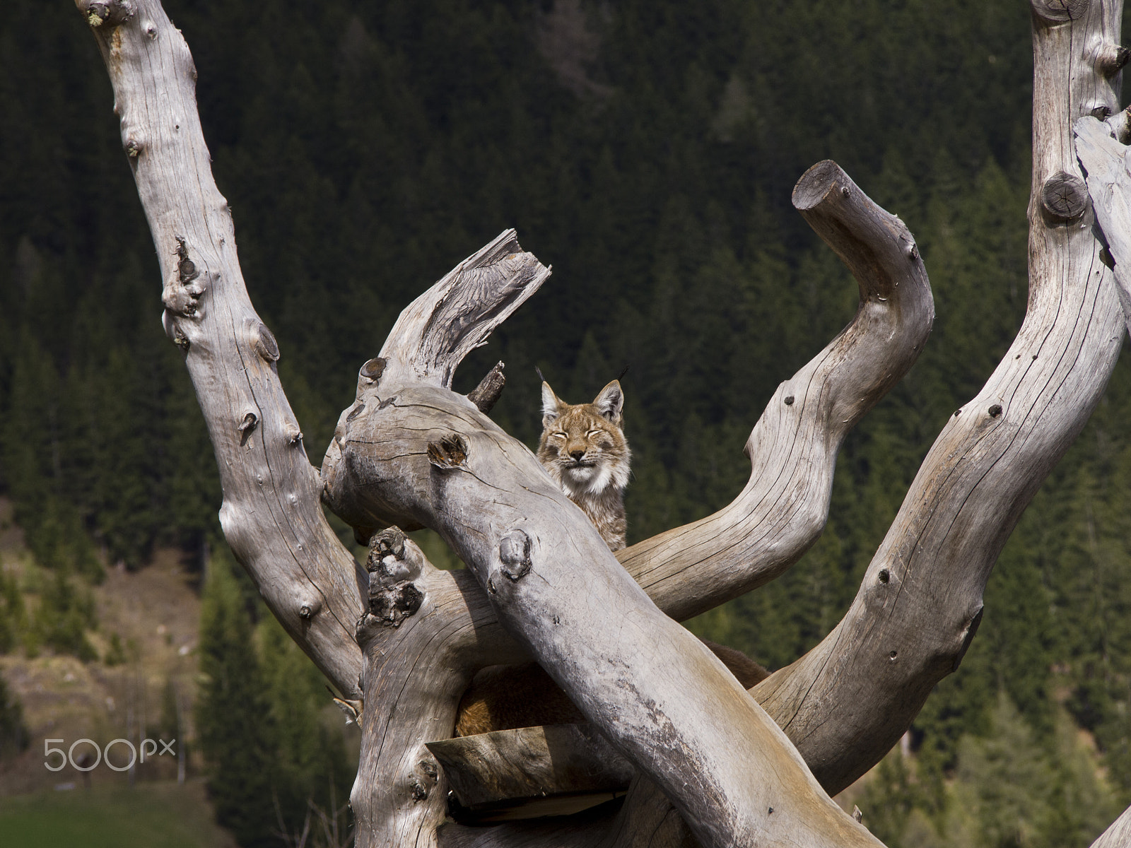 Olympus PEN E-PL1 sample photo. Lince photography