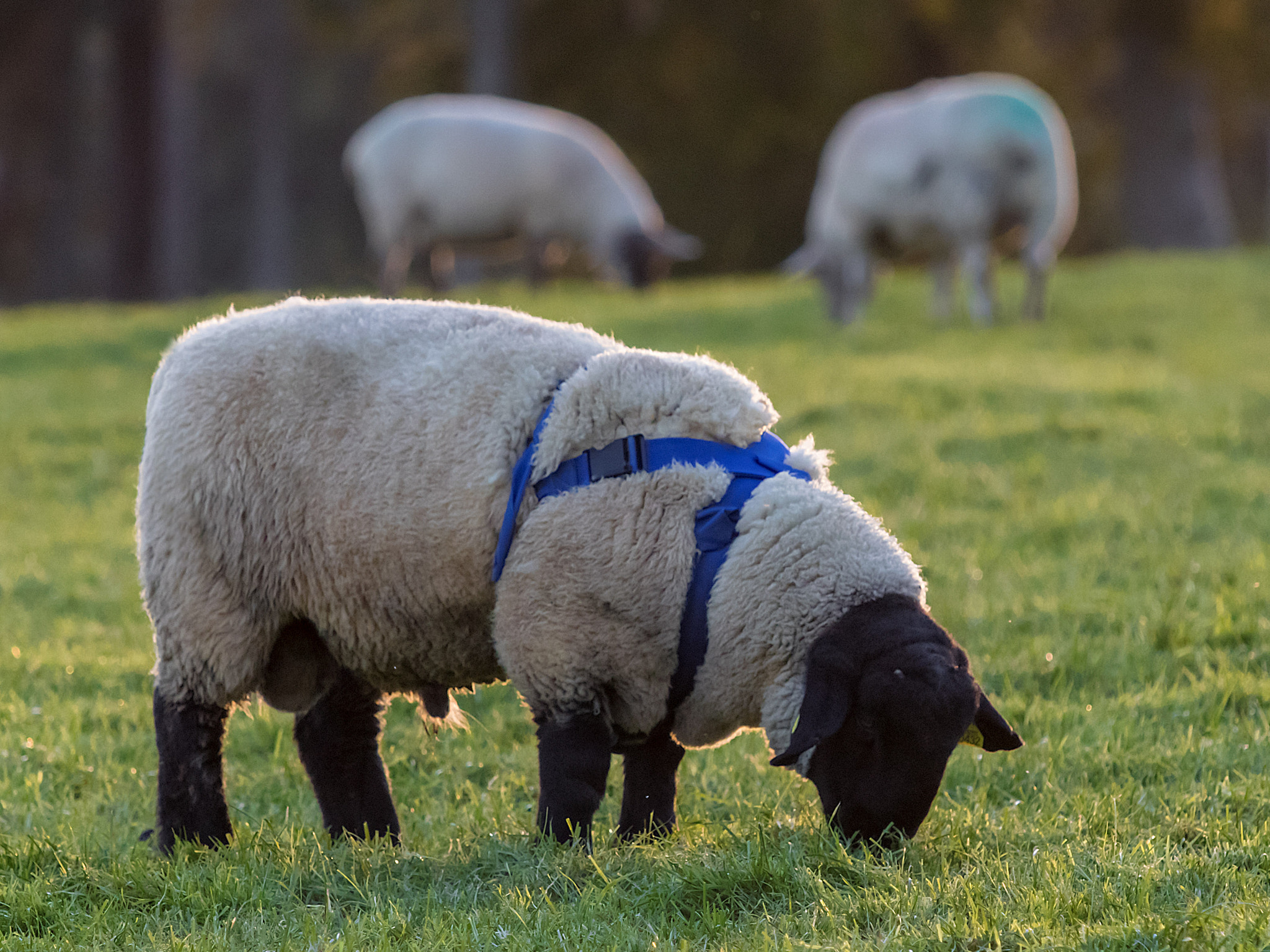 Canon EOS 80D + Canon EF 70-200mm F4L IS USM sample photo. Suffolk tup photography