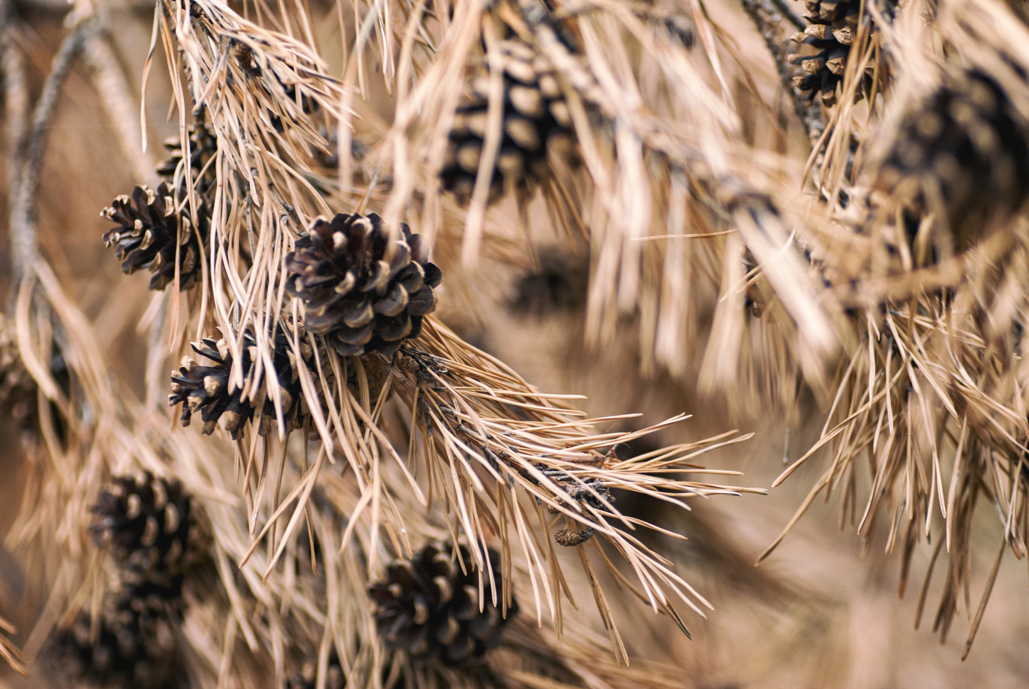 Tamron SP AF 90mm F2.8 Di Macro sample photo. Pine cone photography