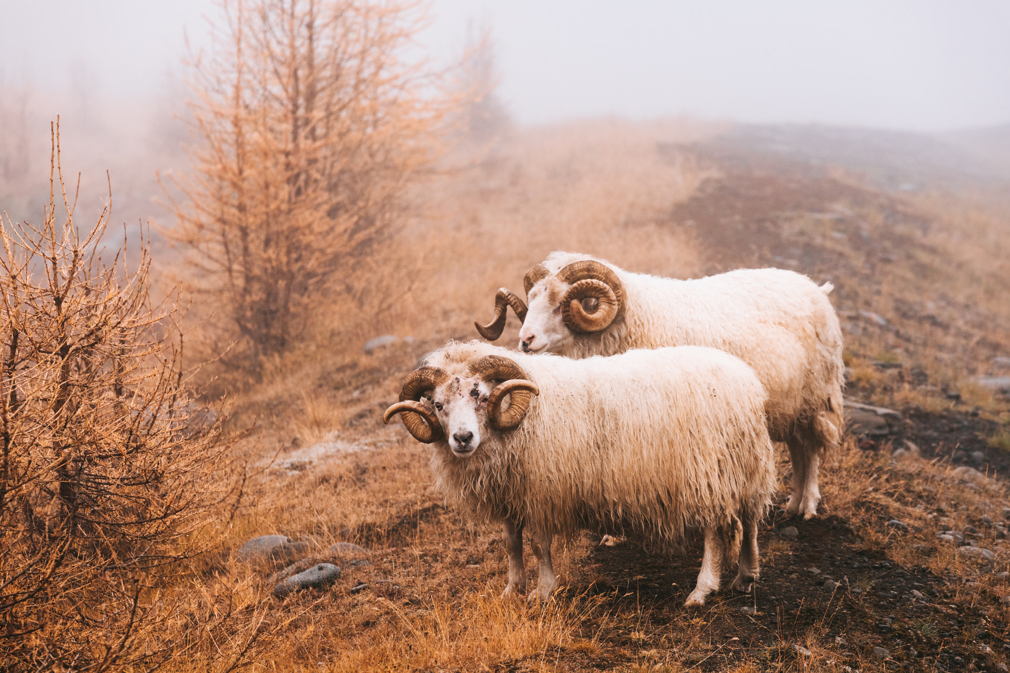 Sigma 70-200mm F2.8 EX DG OS HSM sample photo. Mountain sheep photography