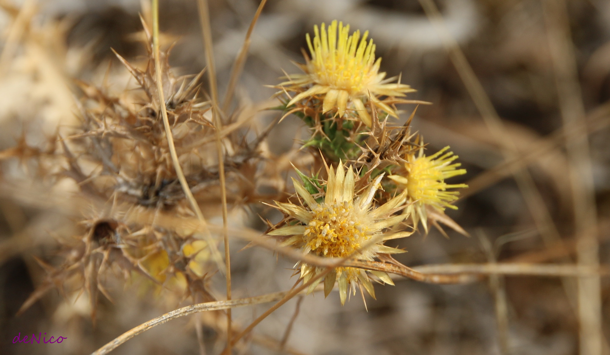 Sigma 24-105mm f/4 DG OS HSM | A sample photo. Img photography