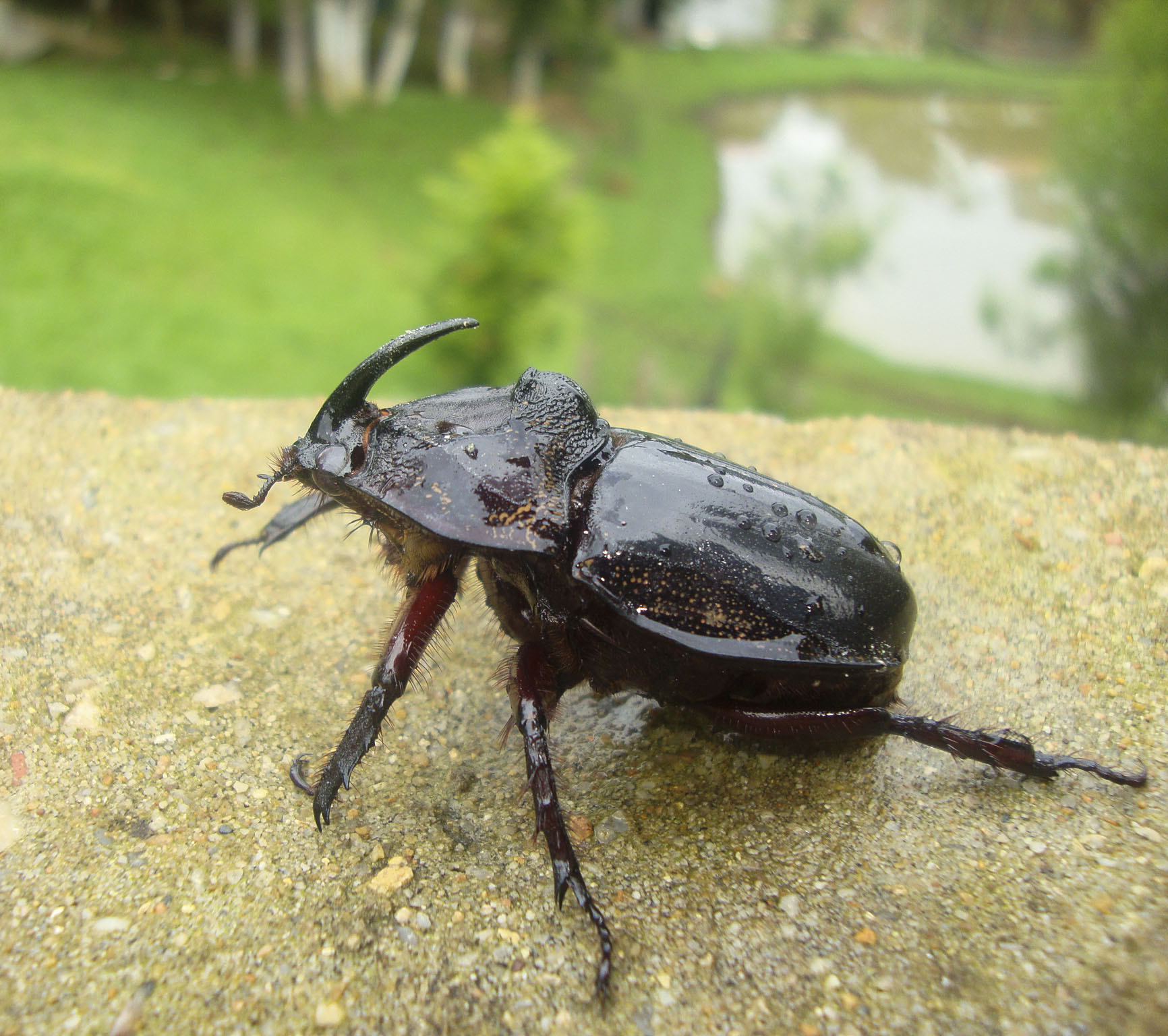Sony DSC-W210 sample photo. Beetle photography