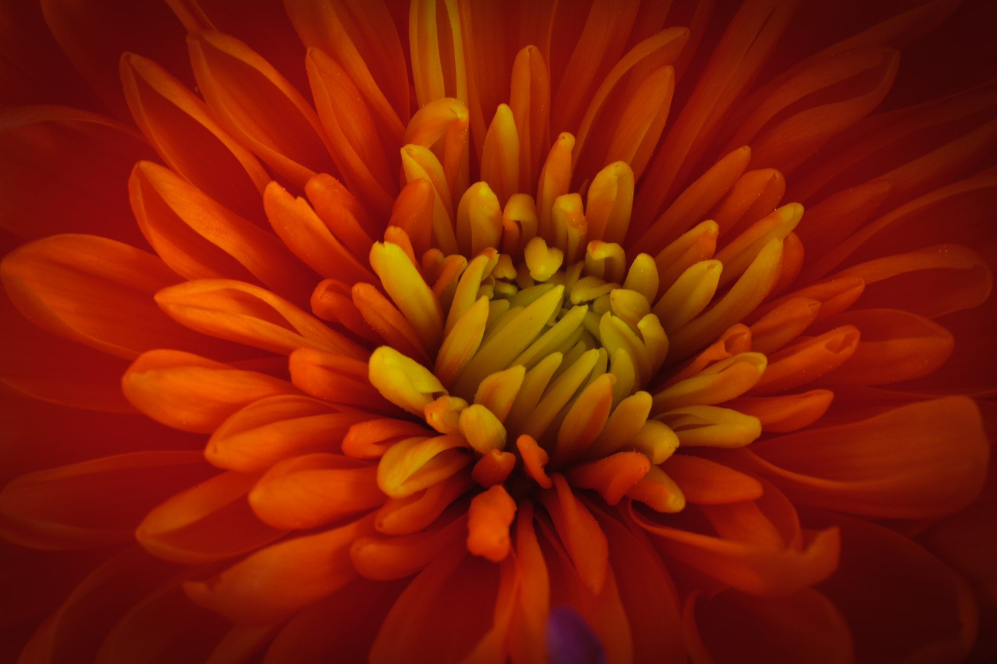 Canon EOS 5D Mark II + Sigma 150mm f/2.8 EX DG OS HSM APO Macro sample photo. Chrysanthemum in orange photography