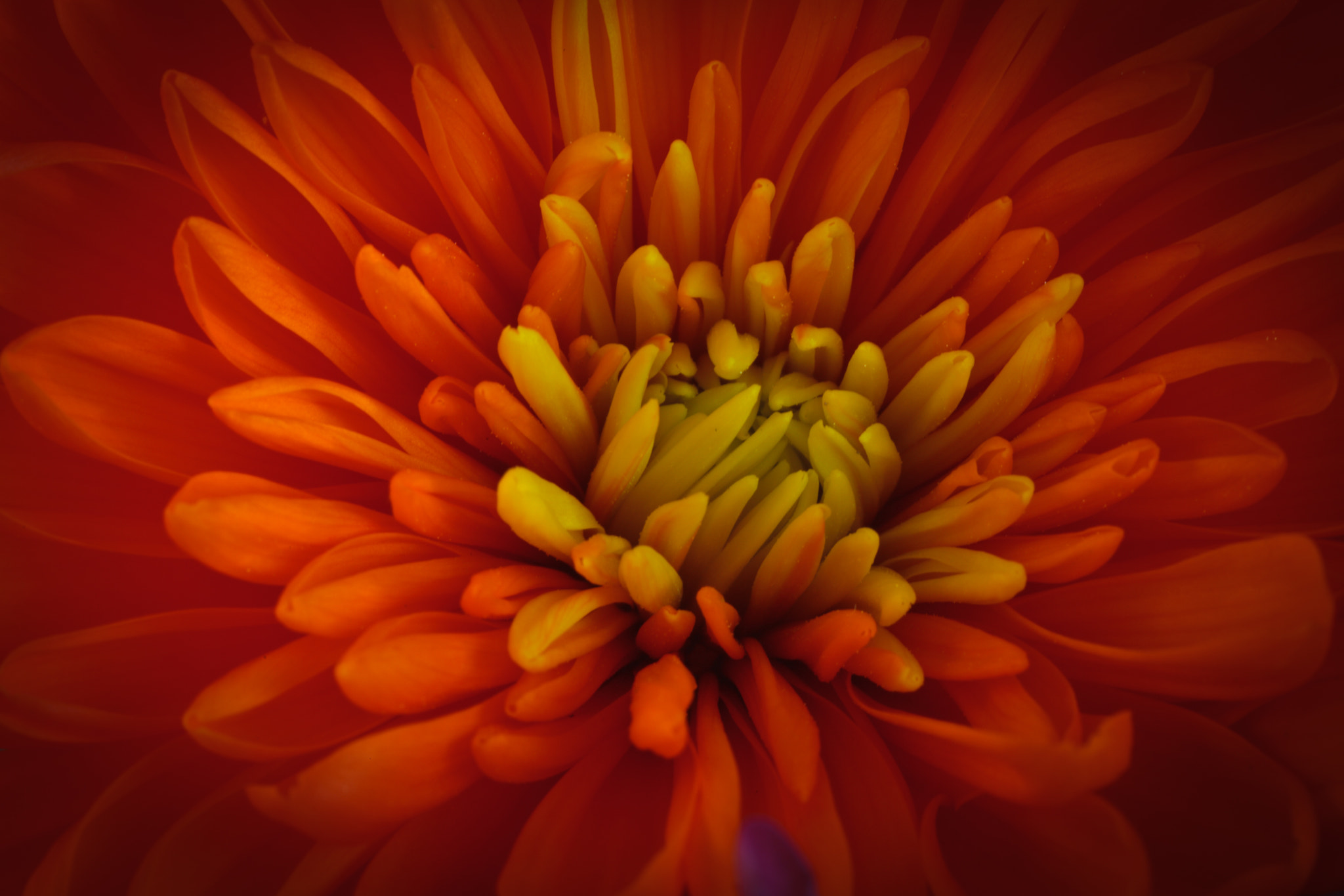 Sigma 150mm f/2.8 EX DG OS HSM APO Macro sample photo. Chrysanthemum in orange photography