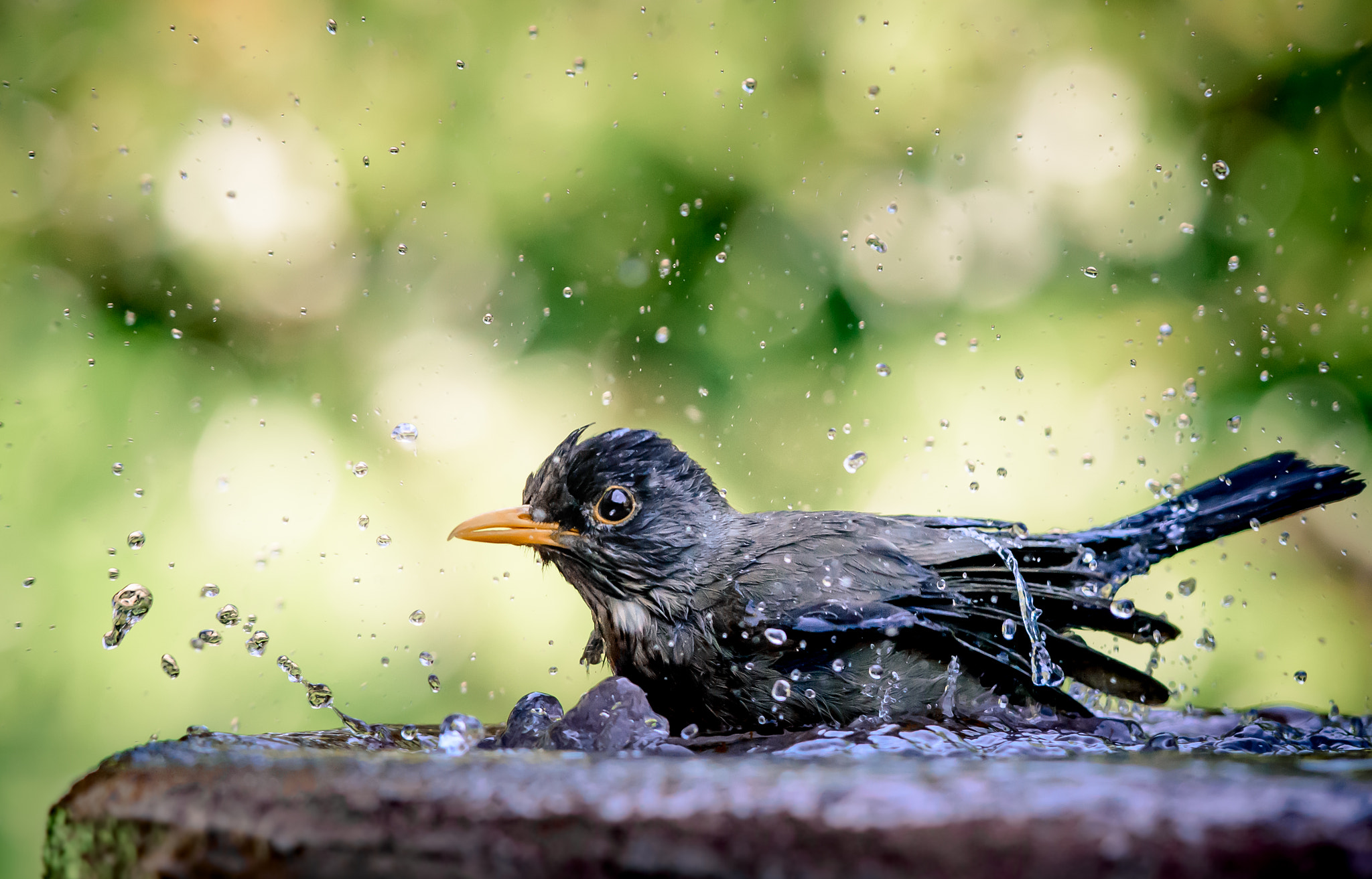 Nikon D3200 + Nikon AF-S Nikkor 300mm F4D ED-IF sample photo. Thrush: more water! photography