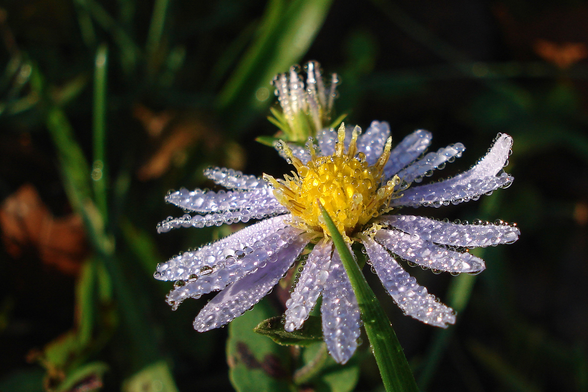 Sony DSC-W50 sample photo. Morning dew photography