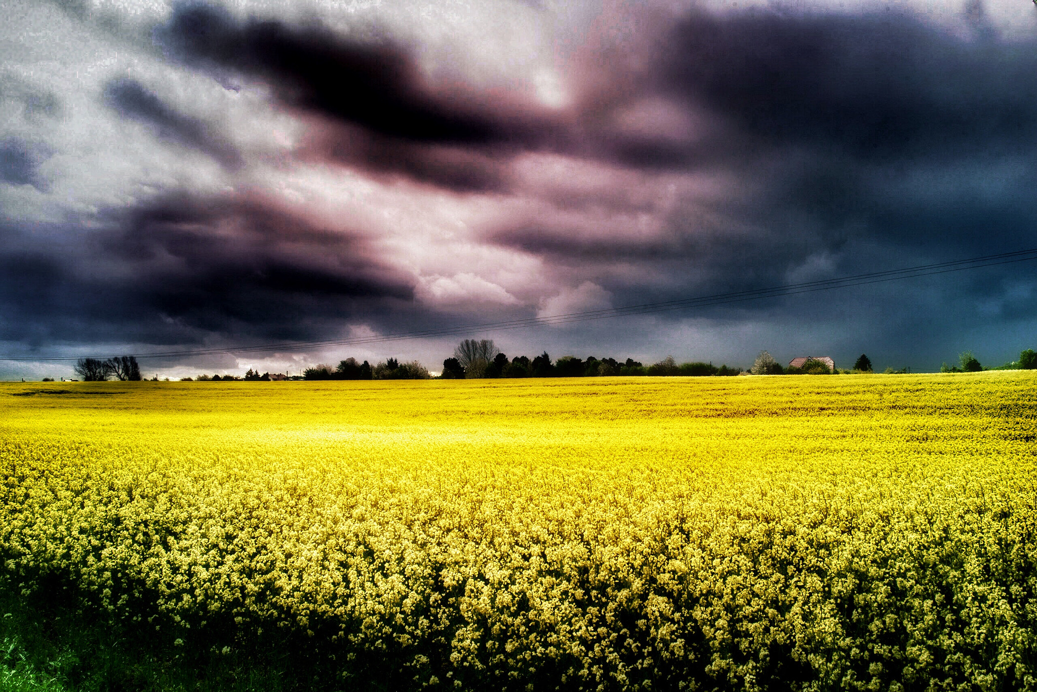 Canon EF 28-300mm F3.5-5.6L IS USM sample photo. Rapsfeld oilseed photography