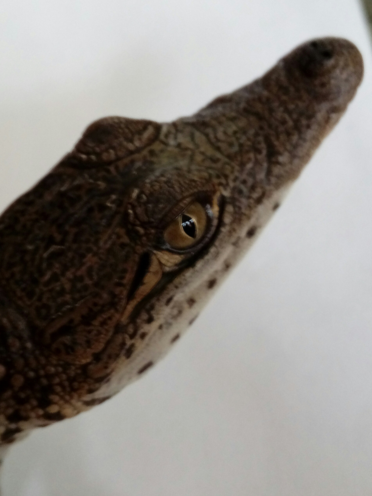 HUAWEI GR3 sample photo