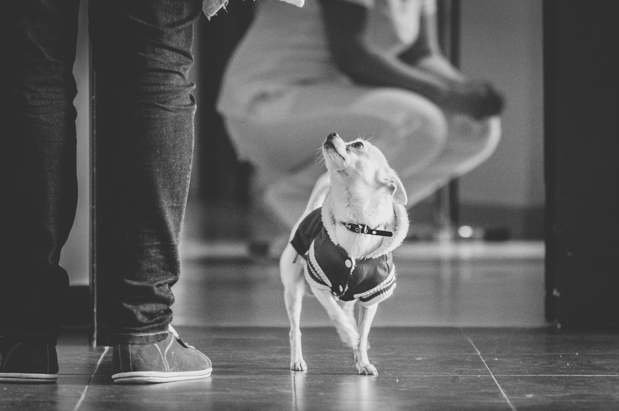 Pentax K-3 sample photo. Doggy photography