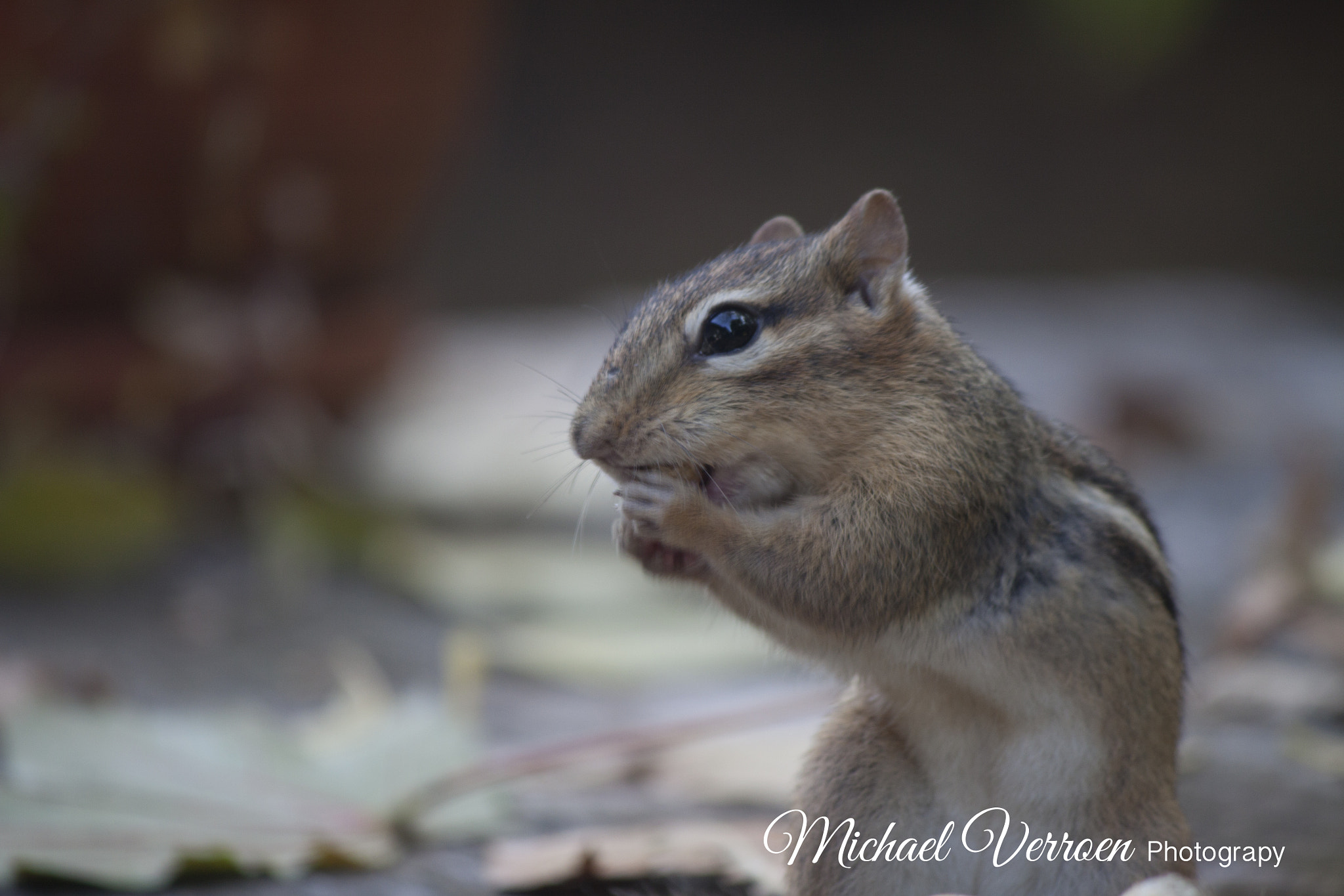 Canon EF-S 55-250mm F4-5.6 IS sample photo. Working hard photography