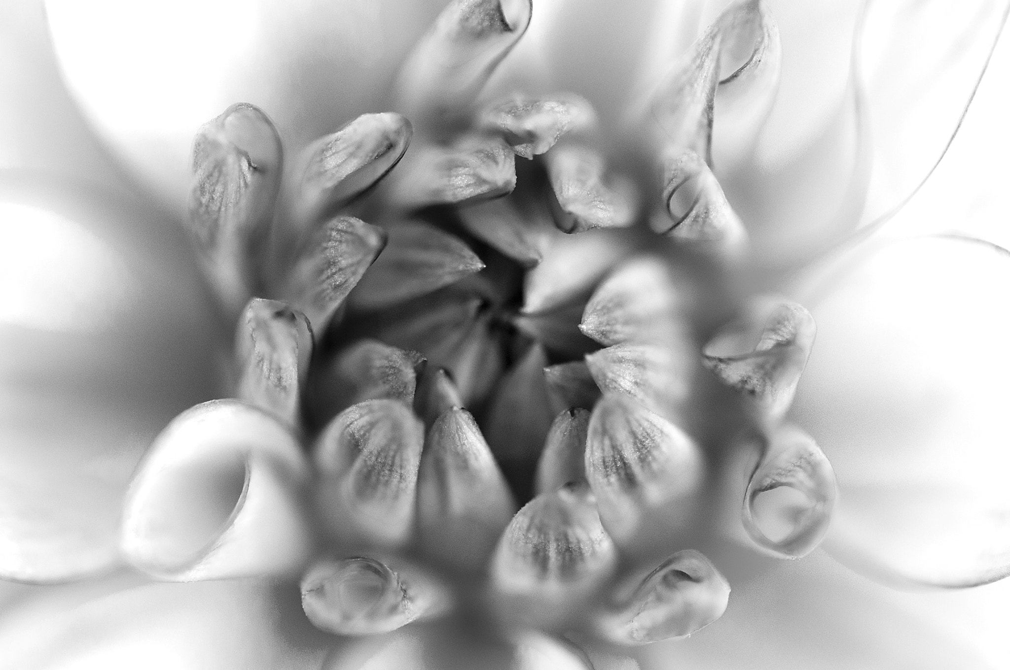 Nikon D5000 sample photo. Flower b w photography