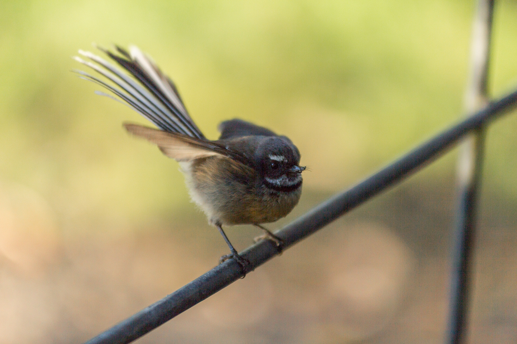 Canon EOS 60D + Sigma 70-200mm F2.8 EX DG OS HSM sample photo. Fantail photography