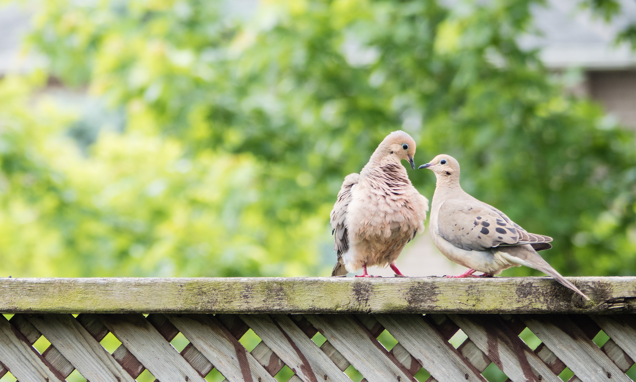 Panasonic Lumix G Vario 45-200mm F4-5.6 OIS sample photo. Bird love photography
