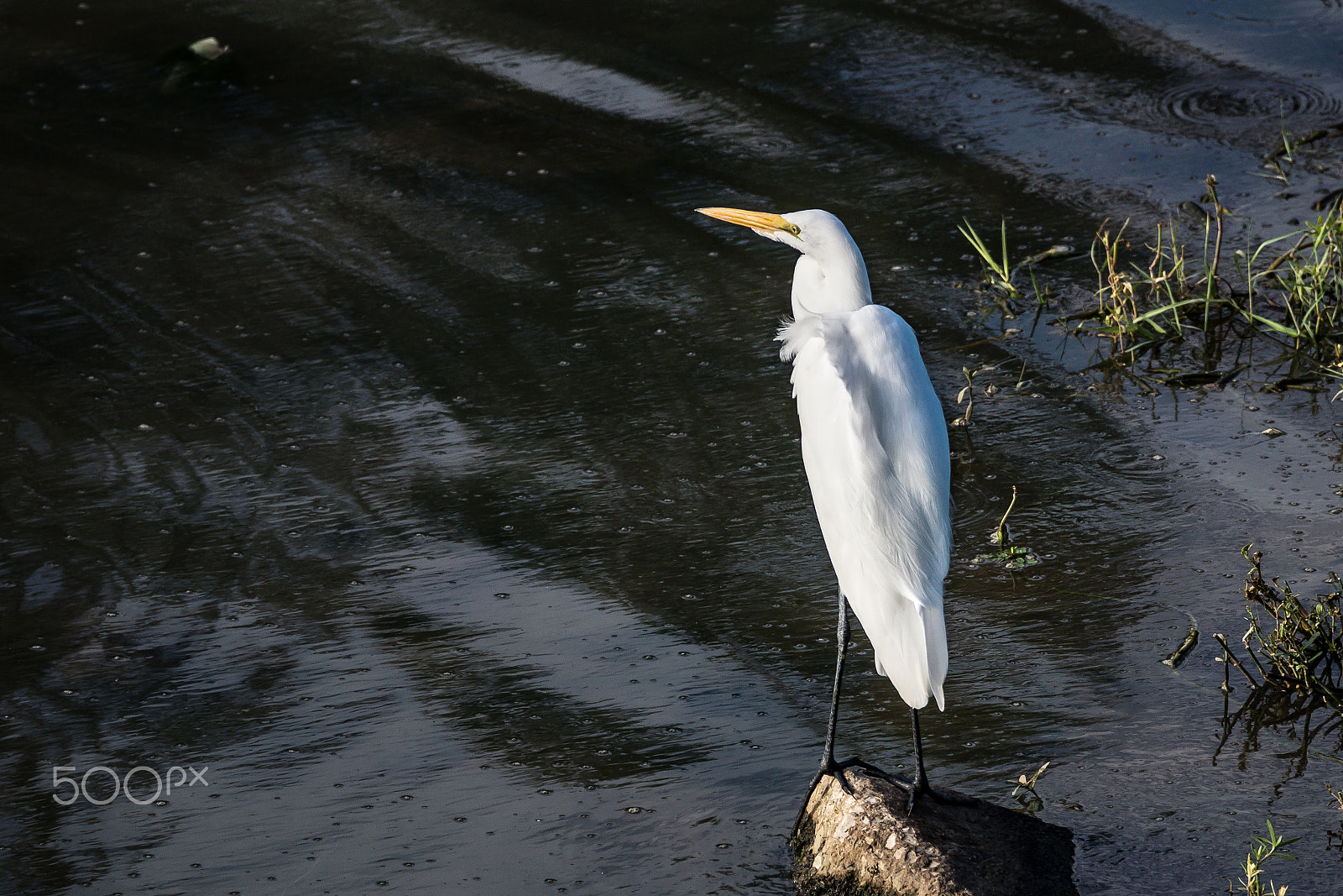 Sony 70-300mm F4.5-5.6 G SSM sample photo. First rain drops photography