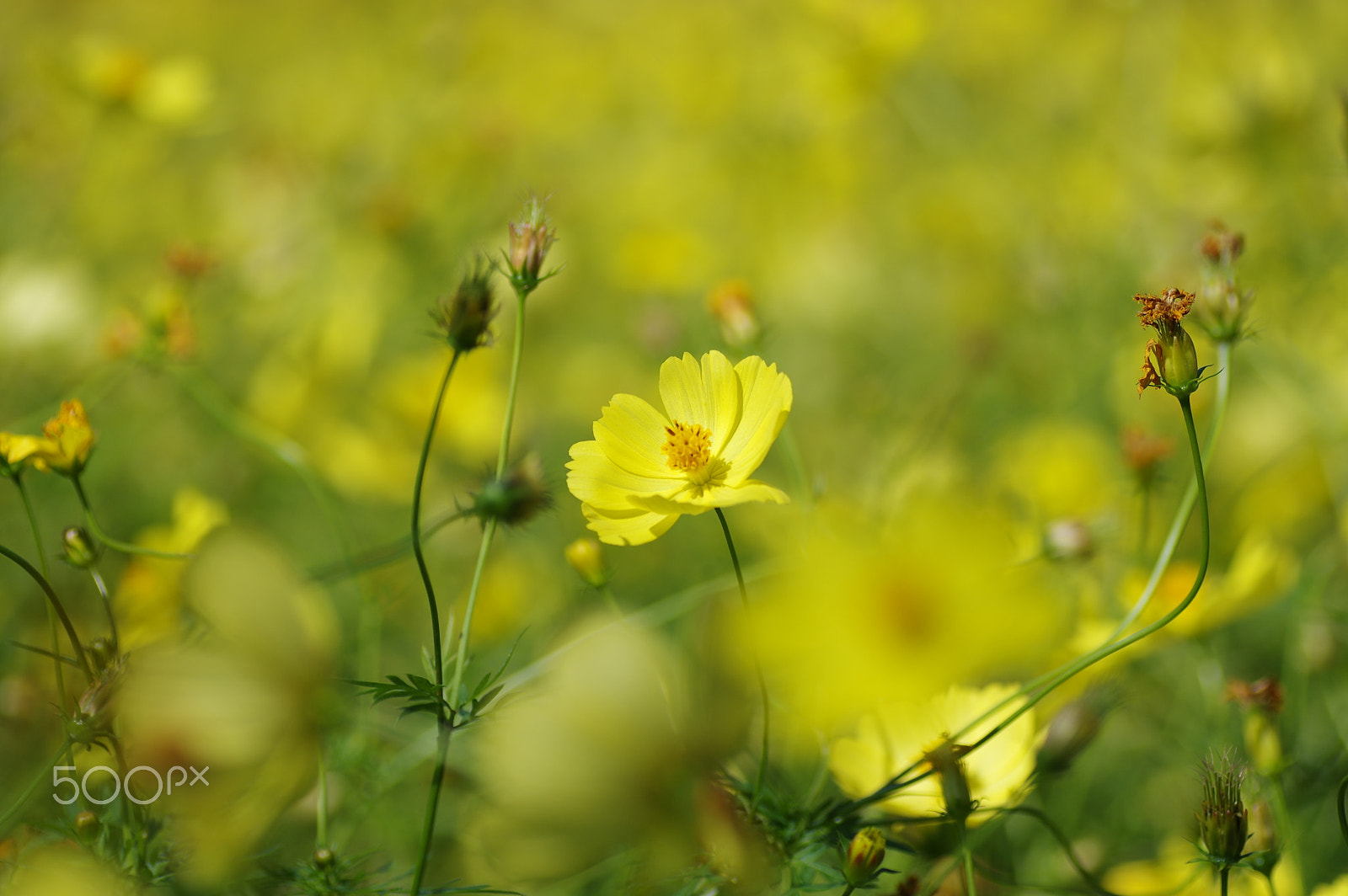Tamron SP AF 90mm F2.8 Di Macro sample photo. Yellow world photography