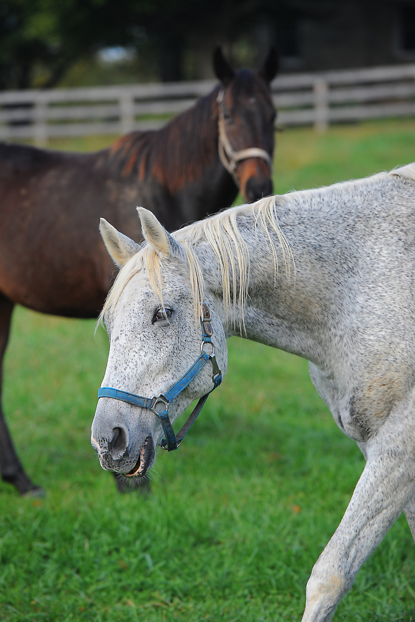 Nikon D3 sample photo. Horses photography